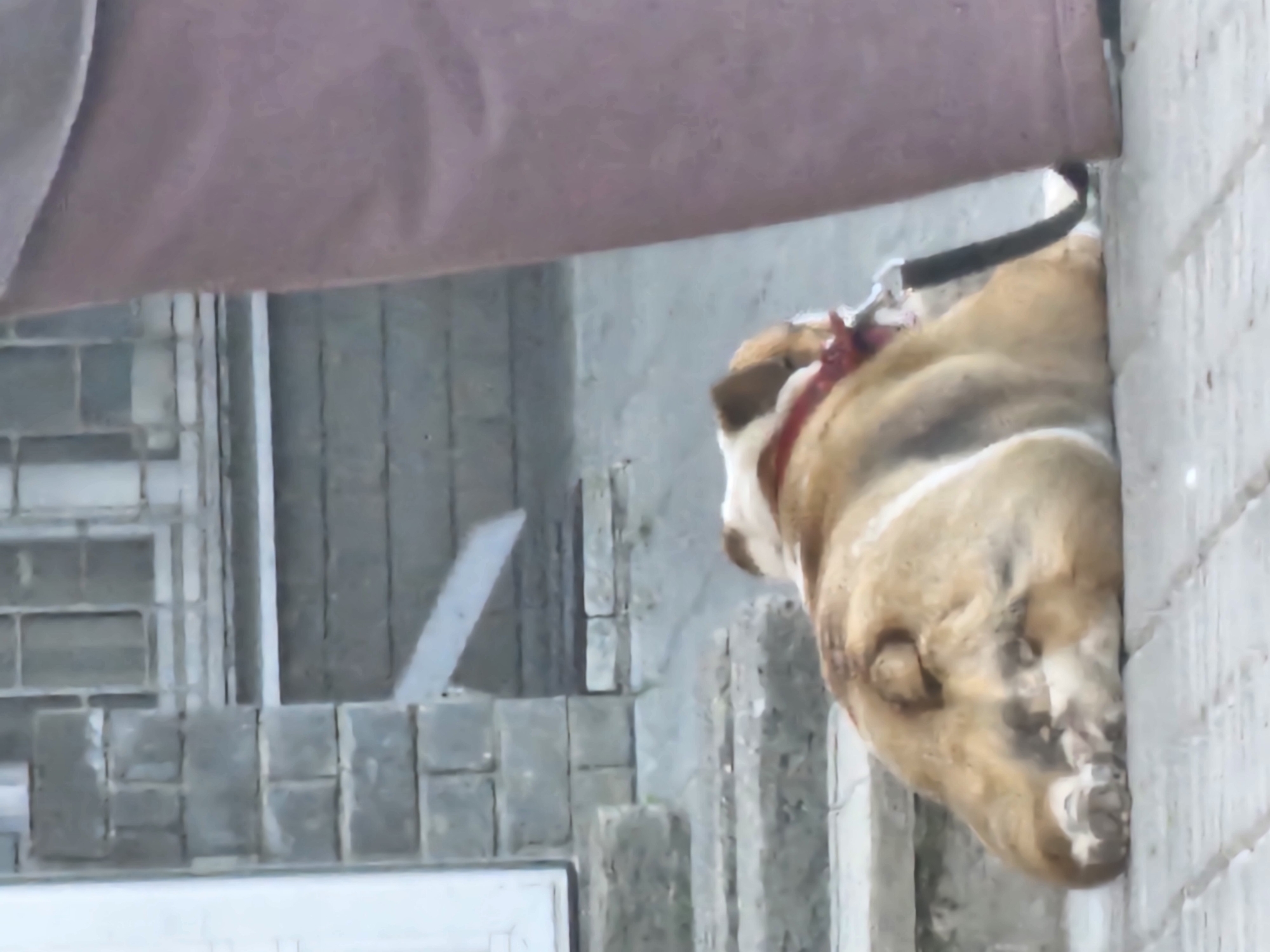 The image shows a dog, likely a pit bull mix, with a tan and white coat, wearing a red collar and a black leash. The dog is positioned vertically, with its head facing downwards and pressed against a brick wall. It appears to be resting or waiting, possibly outdoors given the brick wall and what looks like a window or ventilation grate in the background. The dog's expression is not clearly discernible due to the angle and quality of the image. A person's leg, wearing what appears to be a mauve-colored garment, is visible in the upper left portion of the frame, suggesting the dog is with its owner. The setting seems to be urban, with a focus on architectural elements like brickwork and concrete. There is no visible text in the image. The lighting is somewhat diffuse, making it difficult to determine the time of day, but it does not appear to be nighttime. The overall impression is of a candid snapshot of a pet in an everyday urban environment in Nizhny Novgorod, Russia.