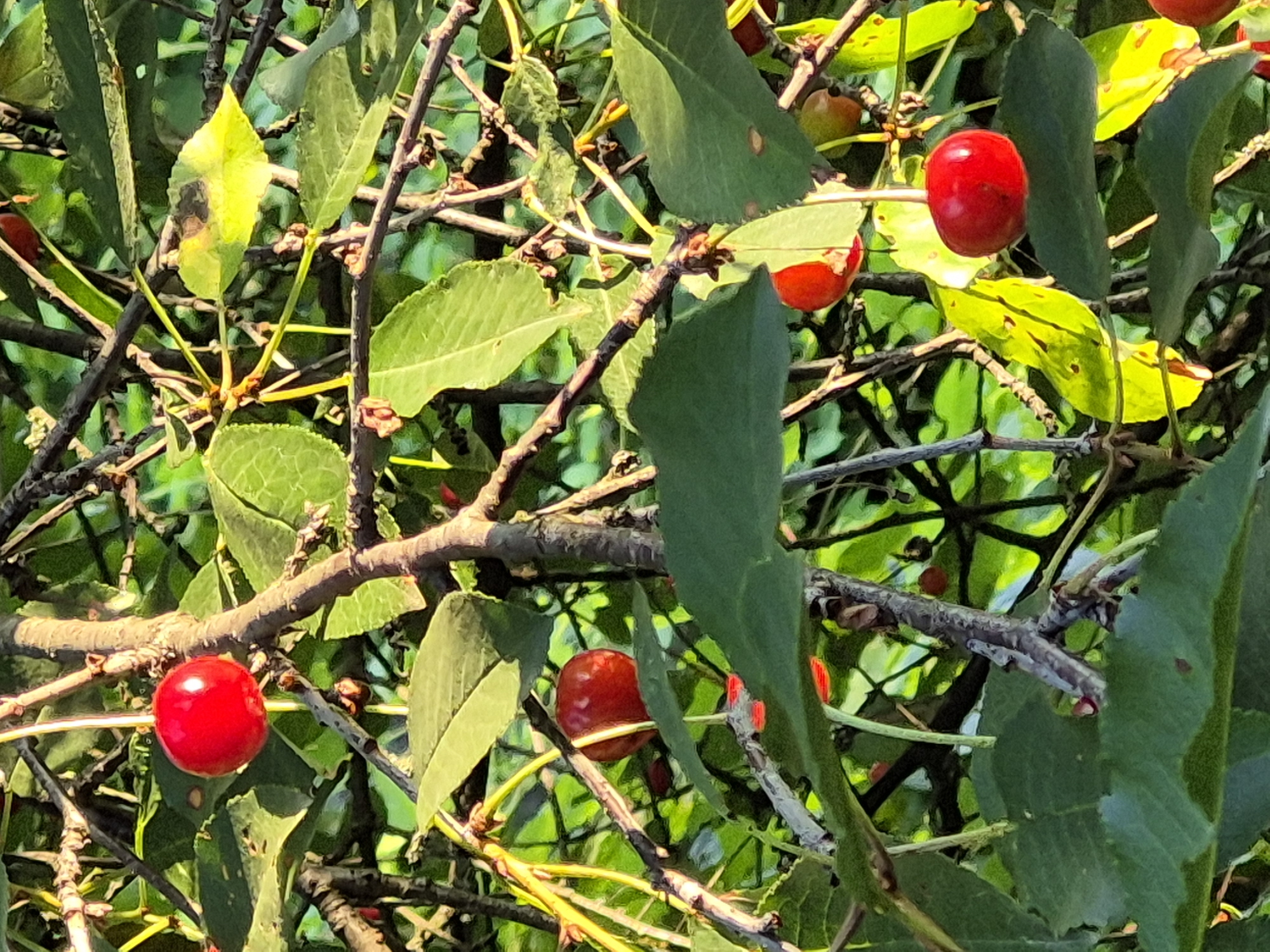 A close-up, detailed shot captures a cluster of bright red cherries hanging from a tree, interspersed with lush green leaves. The lighting suggests it is daytime, with sunlight filtering through the foliage, creating highlights and shadows on the fruit and branches. The cherries are plump and ripe, some with small stems attached, while others are beginning to show signs of slight damage, indicating they may be nearing the end of their ripeness or have been pecked. The branches are dark brown and gnarled, weaving through the frame, providing a rustic backdrop to the vibrant fruit. The leaves are broad and varied in their appearance, some smooth and full, others showing yellowing or brown spots, hinting at the natural cycle of growth and decay. The scene is set against a blurred background of more greenery, suggesting a dense tree or grove, but the focus remains firmly on the cherries and their immediate surroundings.