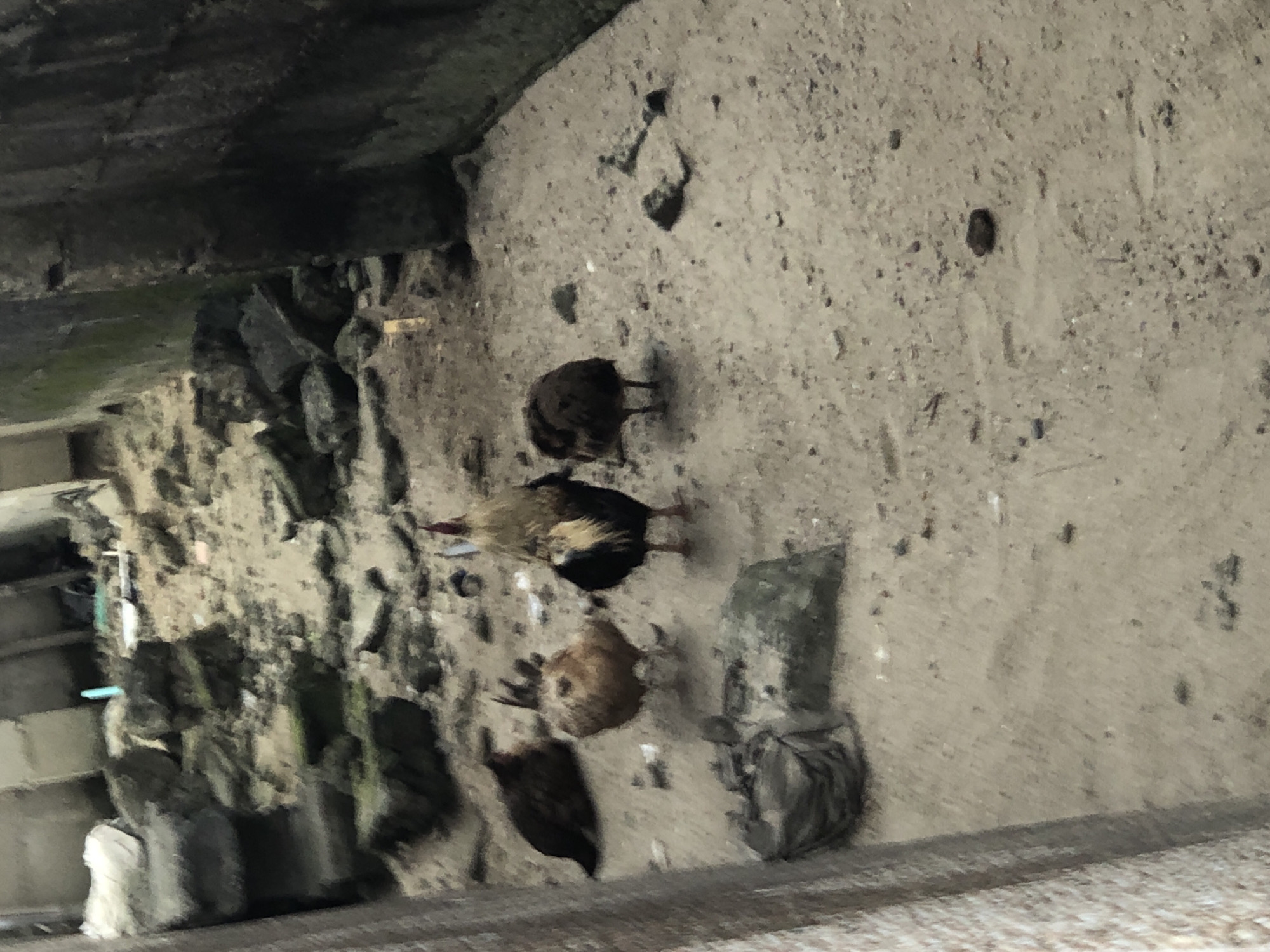 The image depicts a scene in Ado, Nigeria, characterized by debris and four chickens. The environment appears to be an unkempt area with scattered rocks, concrete fragments, and dirt. One chicken, a rooster, stands prominently in the center, displaying a mix of brown, black, and white plumage with a red comb. To its left, a smaller brown chicken is partially obscured. Further left, a dark-colored chicken is also present. On the right side of the rooster, another dark-feathered chicken stands. The background consists of crumbling structures and rough terrain, suggesting an abandoned or construction site.