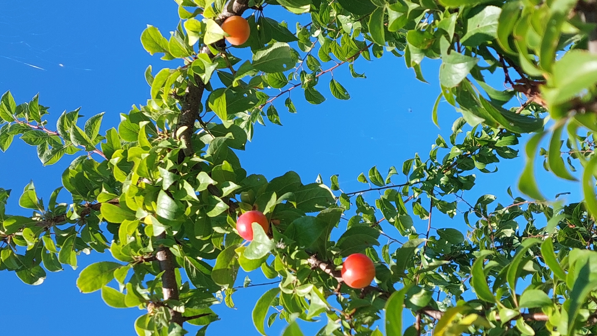The image depicts a close-up view of a tree branch with green leaves and several ripe fruits against a clear blue sky. The fruits appear to be plums or similar stone fruits, with some being red and others orange. The scene is likely outdoors, possibly in a garden or orchard. There are no people or animals visible in the image. The location is specified as Kozarovychi, Ukraine. The image composition focuses on the natural elements of the tree and its fruit, with the sky serving as a backdrop.