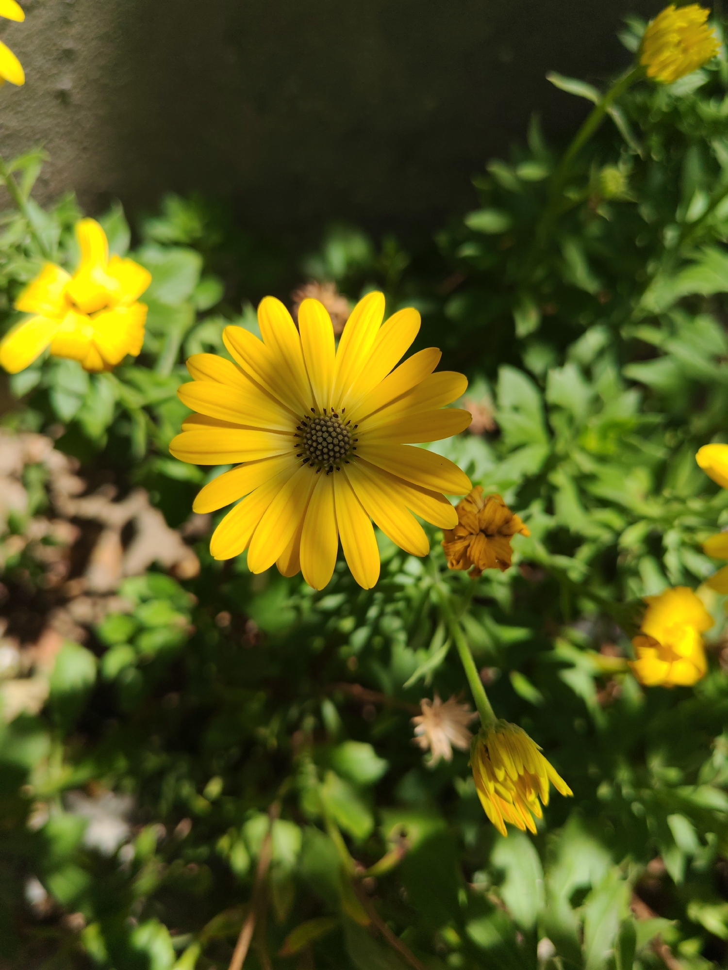 In Sabunchu Raion, Azerbaijan, a close-up, high-angle shot captures a vibrant yellow daisy in full bloom. The daisy, positioned centrally, features numerous slender petals radiating from a dark, textured center. Behind it, the background is a blur of lush green foliage, with other yellow flowers and buds scattered throughout, some in sharp focus and others softly out of focus. A rough, gray surface is visible in the upper left corner. The lighting suggests a bright, sunny day, casting shadows and highlighting the textures of the flowers and leaves. The scene depicts a natural outdoor setting with an emphasis on the intricate details of the daisy.