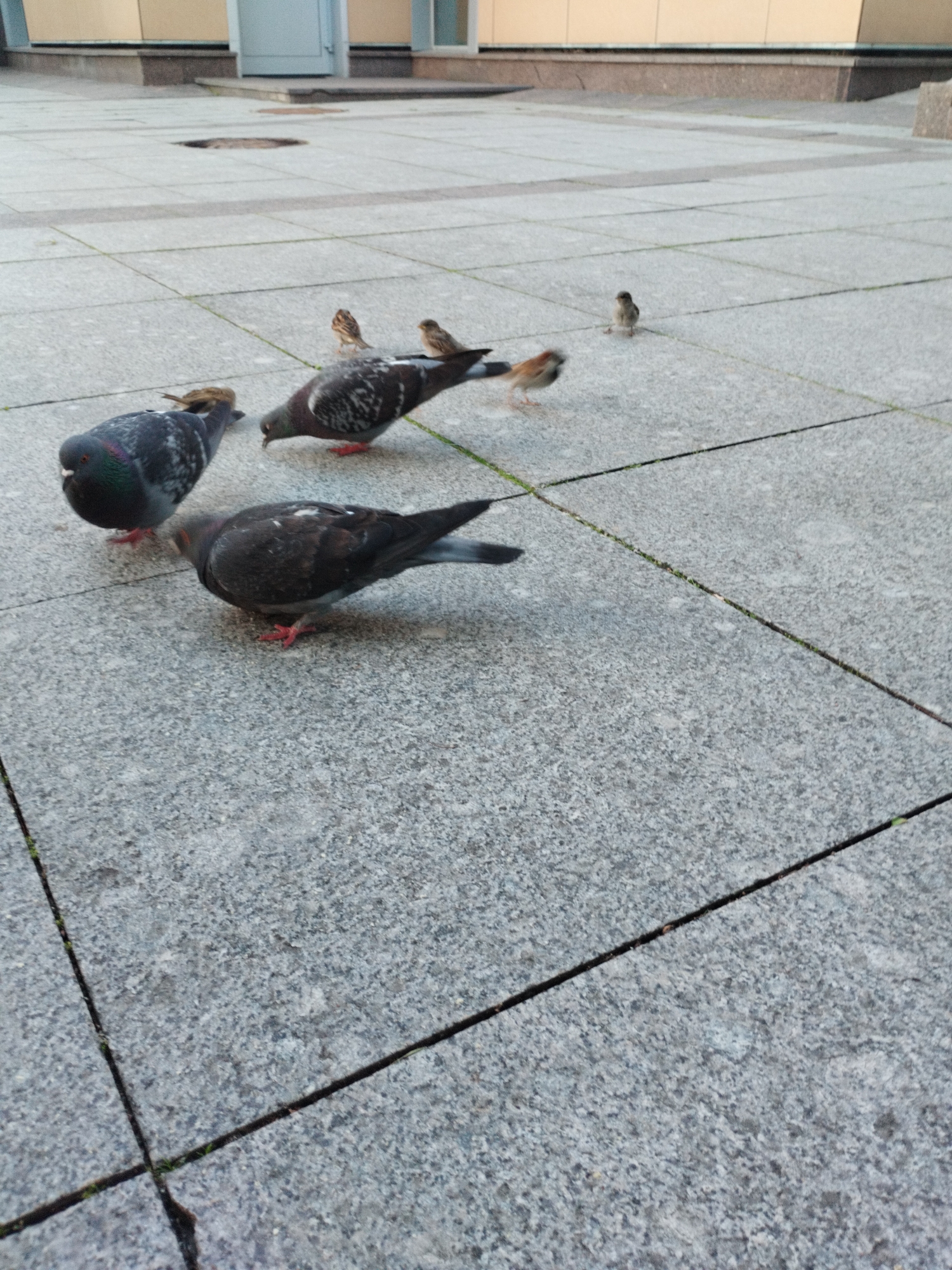 The image depicts a group of pigeons and sparrows foraging on a paved surface. The pigeons, larger and darker in color, are more prominent in the foreground. One pigeon is shown with its head down, pecking at the ground, while another stands with its body turned away from the camera. Several smaller sparrows are also visible, some perched on the pigeons and others on the ground. The paving stones are grey and appear to be laid in a grid pattern. In the background, a building with a light-colored facade and a doorway is visible. The overall scene suggests an outdoor urban environment, possibly a public square or plaza in Saint Petersburg, Russia, where birds are accustomed to finding food. The lighting suggests it is daytime, with soft shadows indicating overcast or diffused sunlight. There are no humans visible in the frame.