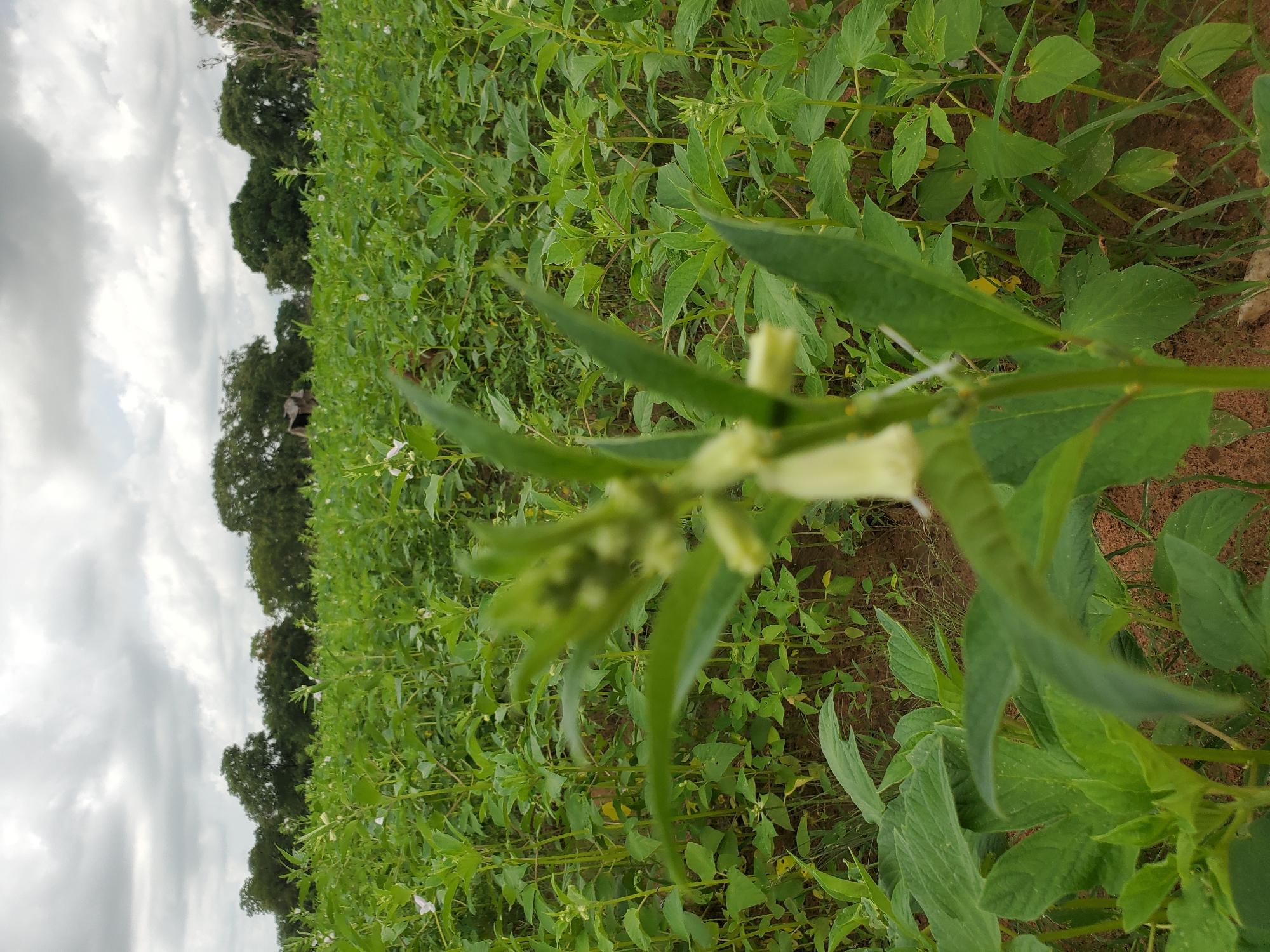 The image shows a field of sesame plants near Mararaba, Nigeria. The plants are green and healthy, with seed pods forming. The soil is reddish-brown and visible between plants. In the background are some trees against a cloudy sky.