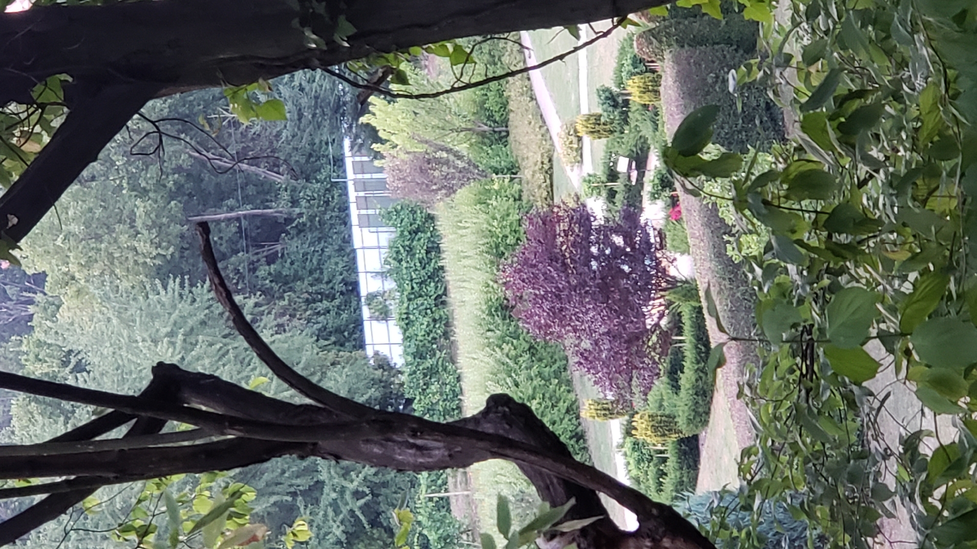 The image shows a well-maintained park area with various trees, shrubs, and manicured hedges. In the foreground, a dark-barked tree with twisted branches partially obstructs the view. Further back, a vibrant purple-leafed tree stands out. Several pathways wind through the garden, and a park bench is visible. Beyond the immediate garden, a manicured lawn leads to a row of dense green hedges and then a white fence or structure. The background consists of lush green trees and foliage, suggesting a natural or semi-natural landscape surrounding the park. The scene appears to be a tranquil, outdoor public space. Without specific landmarks or signs, pinpointing the exact location in Prešov, Slovakia, is not possible from the image alone.
