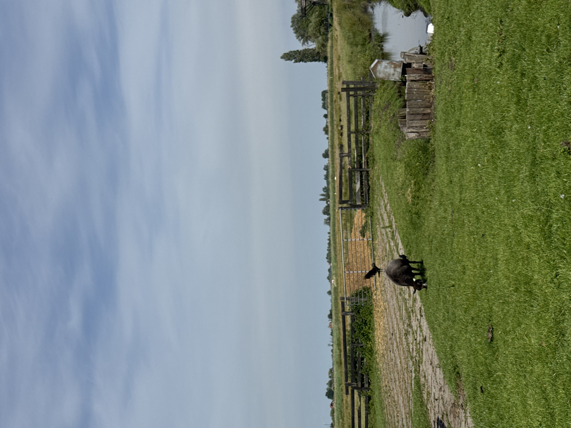 The image depicts a pastoral scene in Zaandijk, Netherlands. A black sheep grazes on a strip of green grass, adjacent to a path or unpaved road. Fences line the edge of the path, leading into a field. Beyond the field, a body of water is visible, with a small structure or shed nearby. The sky is partially cloudy, suggesting daylight.