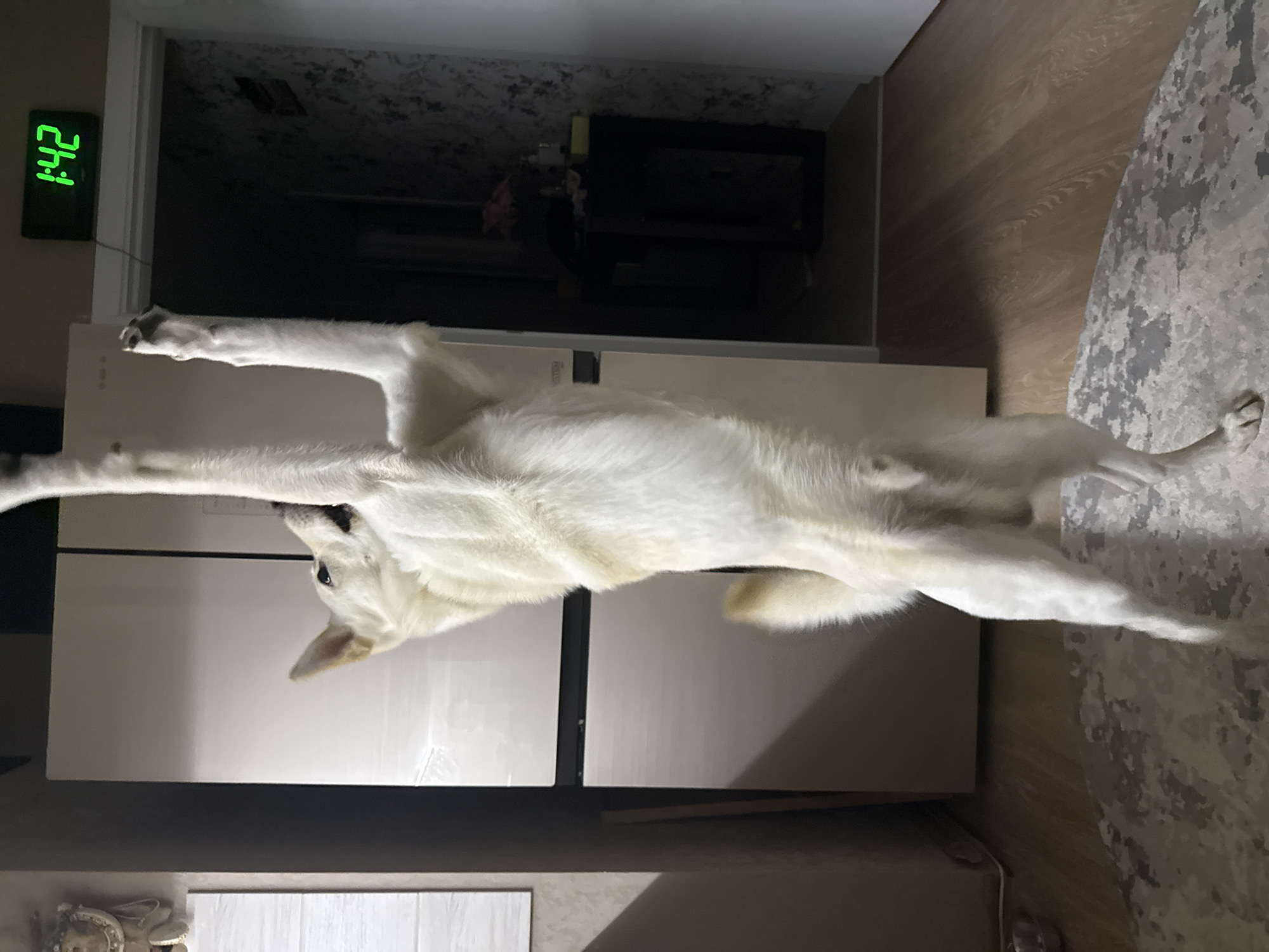 An all-white dog is standing on its hind legs in what appears to be a room with a refrigerator and a digital clock displaying 1:42. The dog's front paws are raised high in the air, and its body is stretched upwards. The background shows a refrigerator, a wall with patterned wallpaper, a doorway, and a floor with a rug. The lighting in the room is dim, with a light source coming from above. It is not possible to determine the specific location within the city of Марковский, Russia from the image.