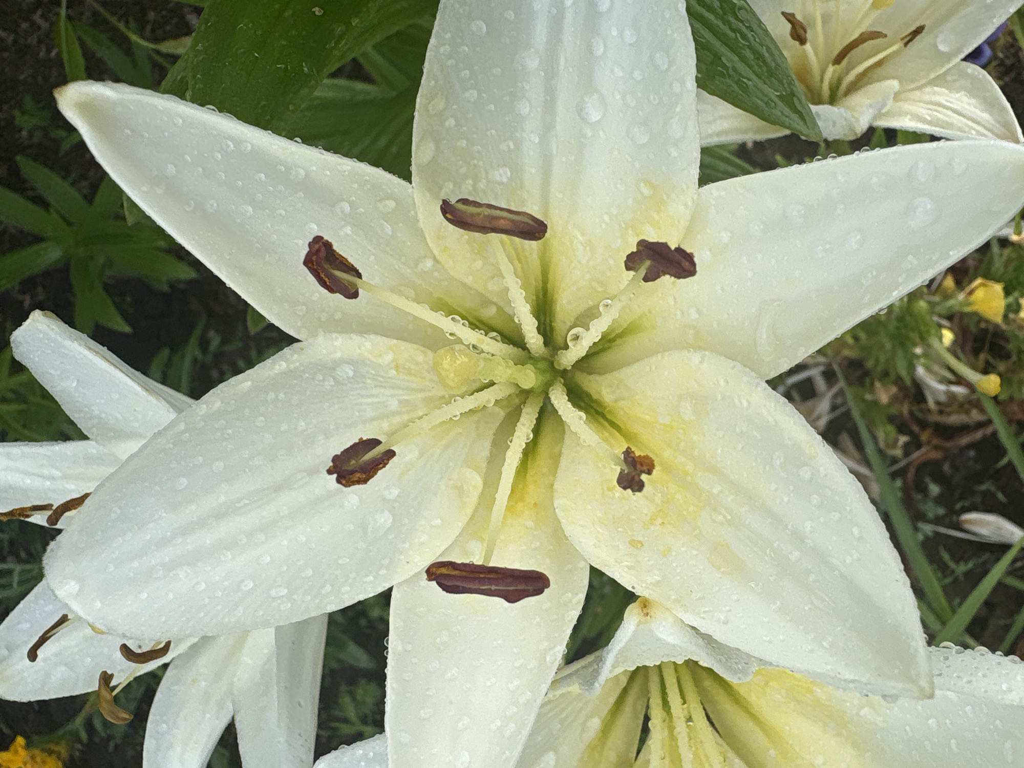 This close-up, overhead shot captures the intricate beauty of a white lily after a rain shower. The flower's delicate petals are adorned with numerous small water droplets, reflecting the light and creating a dewy, fresh appearance. The center of the lily reveals its stamens, tipped with dark brown anthers, surrounded by pale yellow pistils. The petals themselves are a pristine white, with hints of yellow near the center, and they fan out in a star-like formation.
The background is a soft blur of greens and darker tones, suggesting the presence of other foliage and perhaps the ground. Hints of other lily blossoms and yellow flowers can be seen in the background, adding depth and context to the scene. The overall impression is one of natural tranquility and the fresh, clean beauty of a garden after rain. The lighting suggests it could be daytime, likely after a period of rain, given the water droplets on the petals. There is no visible text in the image.