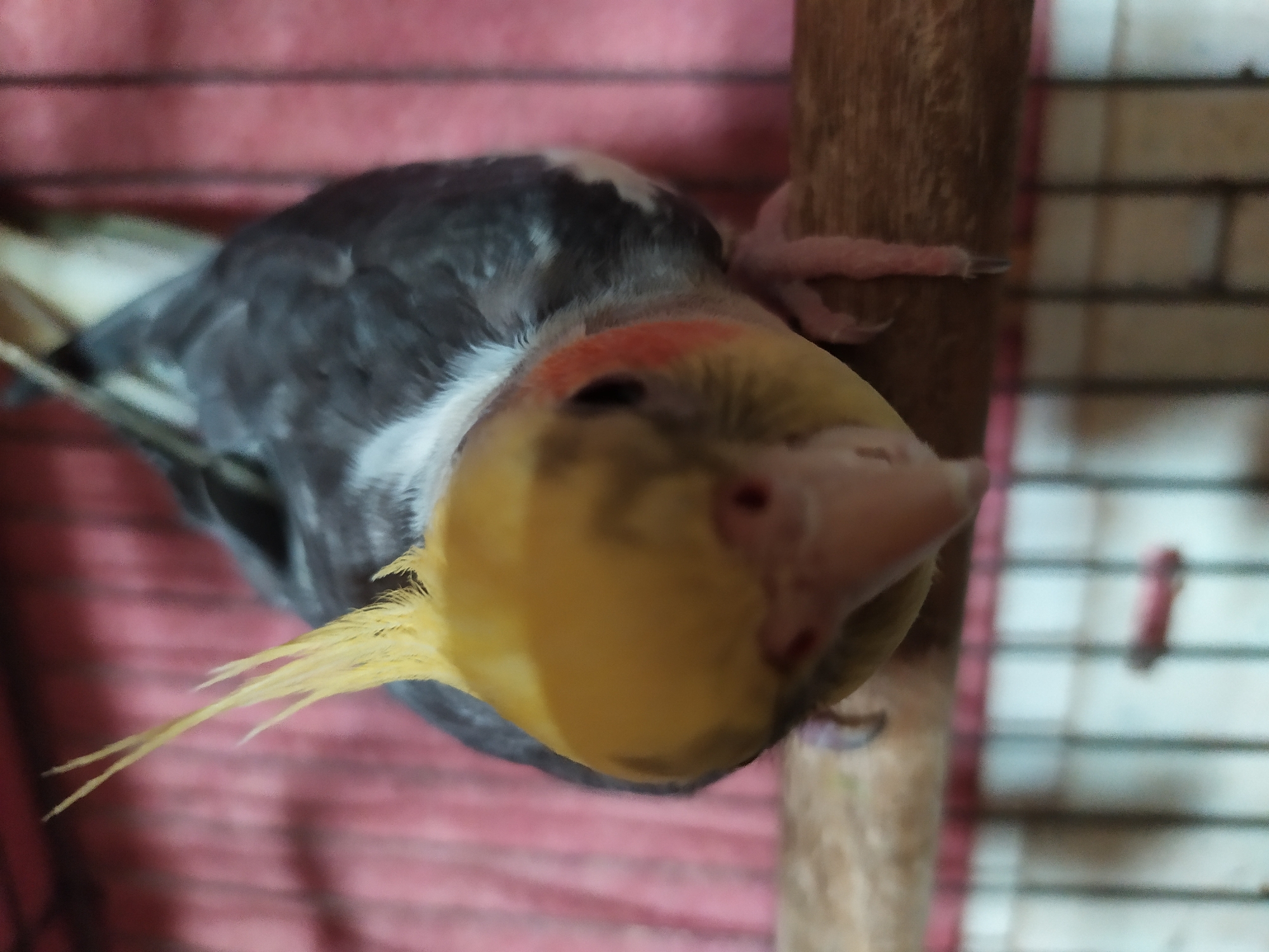 A close-up, eye-level shot shows a cockatiel perched on a wooden dowel in a cage. The bird is mostly grey with a yellow head crest and cheek patches. It is looking down and slightly to the right. The background is a blurry pink surface, likely the back of the cage. The foreground shows the bird's feet gripping the perch and hints of cage bars below. The image is in focus on the bird's head and face, with the rest of the scene softly blurred. The location of Bilajari, Azerbaijan is not visible in the image.