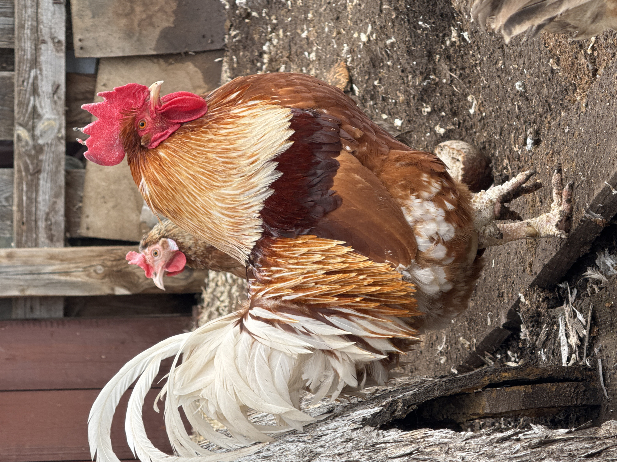 The image features a rooster with predominantly reddish-brown and white plumage. It has a vibrant red comb and wattle. A hen is partially visible behind the rooster. The background consists of weathered wooden planks and an area of what appears to be dirt and debris, possibly a farmyard setting. Based on the prompt's reference to Chaikovsky, Russia, the image was most likely taken there, but there are no aspects of the image that can be used to identify that city specifically. The scene focuses on the rooster as the primary subject within an agricultural or rural context.