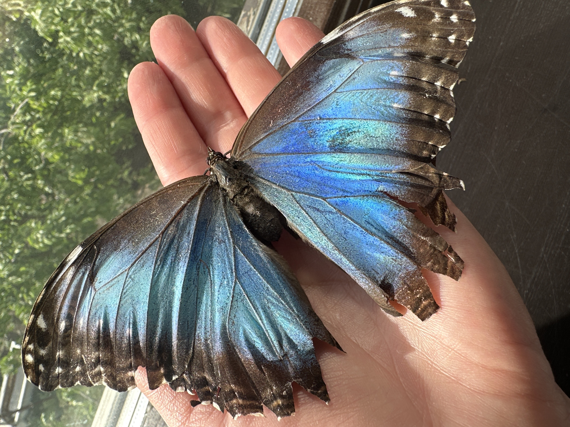 A hand holds a large, dead butterfly with iridescent blue and brown wings. The butterfly's wings are slightly damaged and tattered around the edges. The background shows a window with green foliage visible outside. The location of the image is unknown and cannot be inferred from the image. There is no indication that the image was taken in Chaikovsky, Russia.