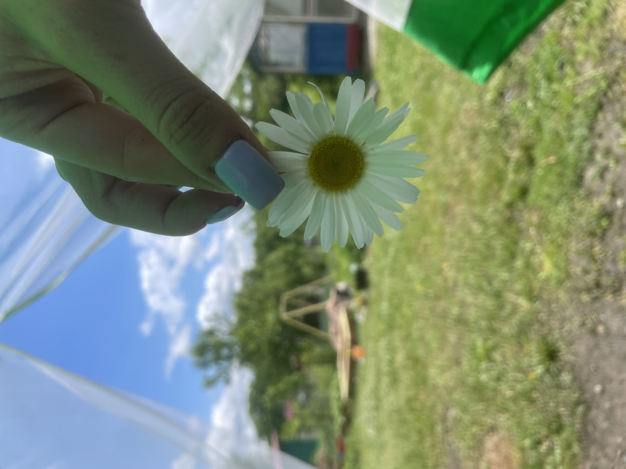 A close-up, outdoor shot captures a human hand holding a single white daisy with a yellow center. The hand, positioned in the upper center, exhibits light lavender-colored nail polish on squared-off fingernails. The background is significantly blurred, indicating a shallow depth of field. Visible environmental elements include a clear blue sky with scattered white cumulus clouds at the top. Below the sky, blurred green foliage from trees and grass dominates the mid-ground and foreground. On the left mid-ground, a structure with a dark green roof or covering is partially visible. In the middle distance, a light-colored wooden A-frame structure, possibly a swing set, stands over what appears to be a raised garden bed or wooden platform. To the right mid-ground, a small, simple building is visible, featuring distinct horizontal bands of color: red at the bottom, blue in the middle, and white or light gray at the top. Faint white translucent fabric or sheeting frames the upper portion of the scene. A vibrant green fabric object is partially visible in the lower right corner. The scene is set in an outdoor, sunny environment within the city of Yasnoe, Russia.