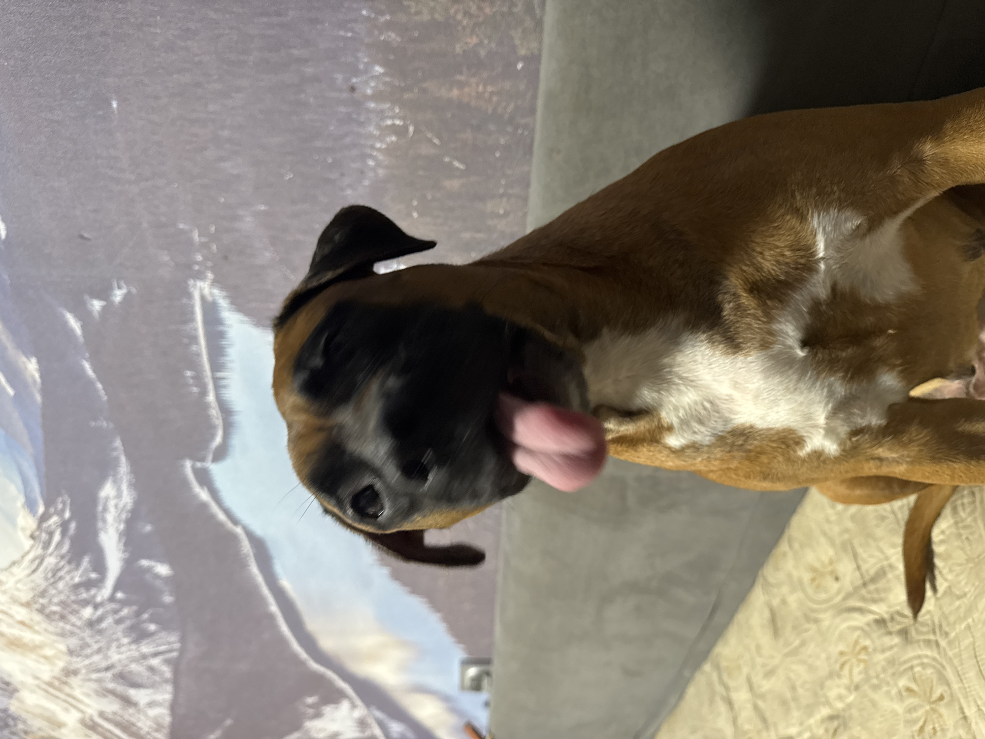 A brown and white Boxer dog is lying on a gray sofa with its tongue sticking out. The dog has a black face and floppy ears. The background is a wall with a landscape picture on it. No information indicates it is in Chaikovsky, Russia.