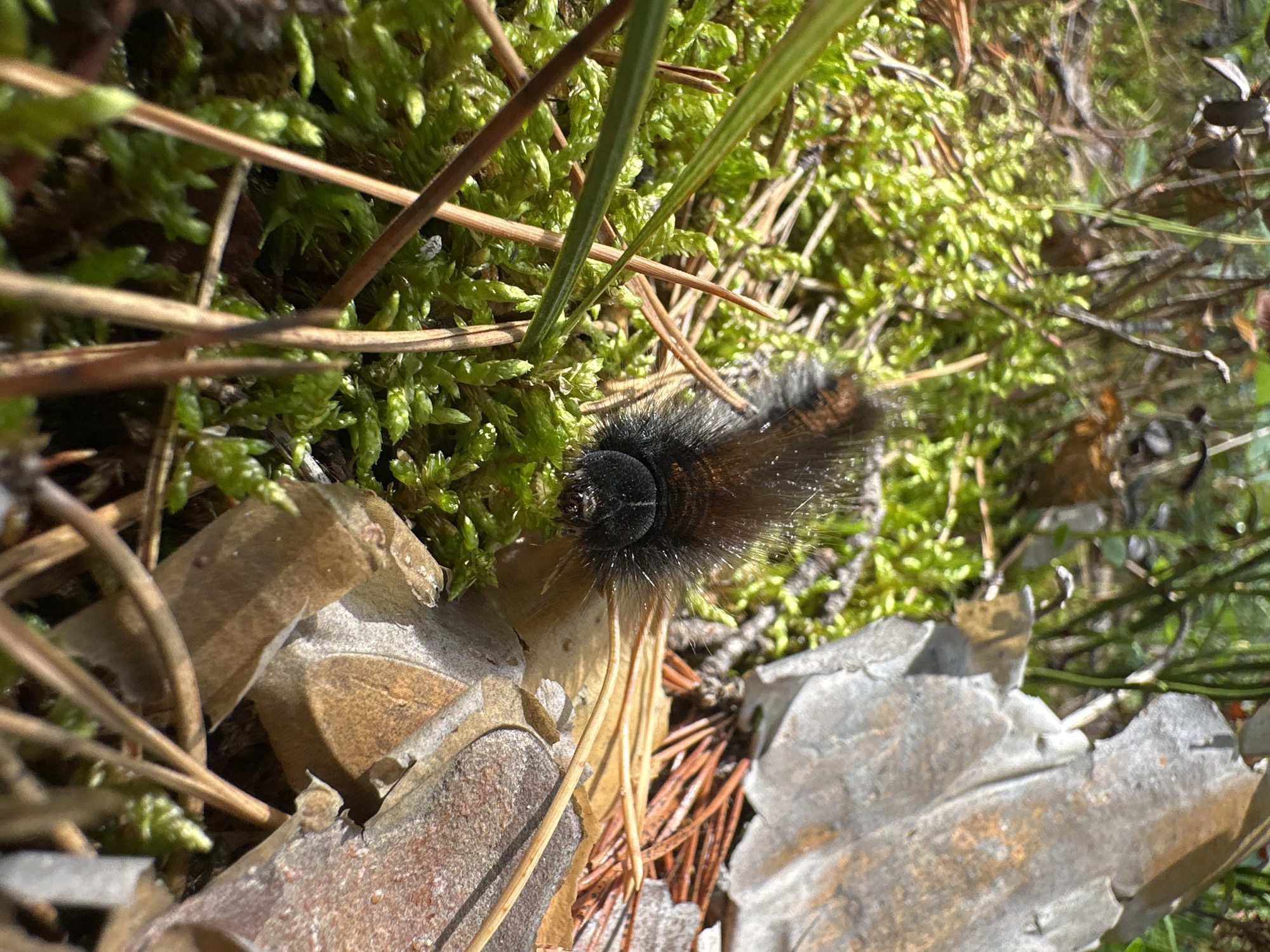 A close-up, low-angle shot captures a fuzzy, dark brown caterpillar with black markings resting on bright green moss. The caterpillar's head is visible, featuring black eyes and a furry texture. Surrounding the caterpillar are fallen pine needles and large, dry, light-brown and grey leaves. The background is softly blurred, showing more greenery and some branches. The scene is outdoors, suggesting a natural forest or park environment, likely within the vicinity of Соколово, Russia, given the context.