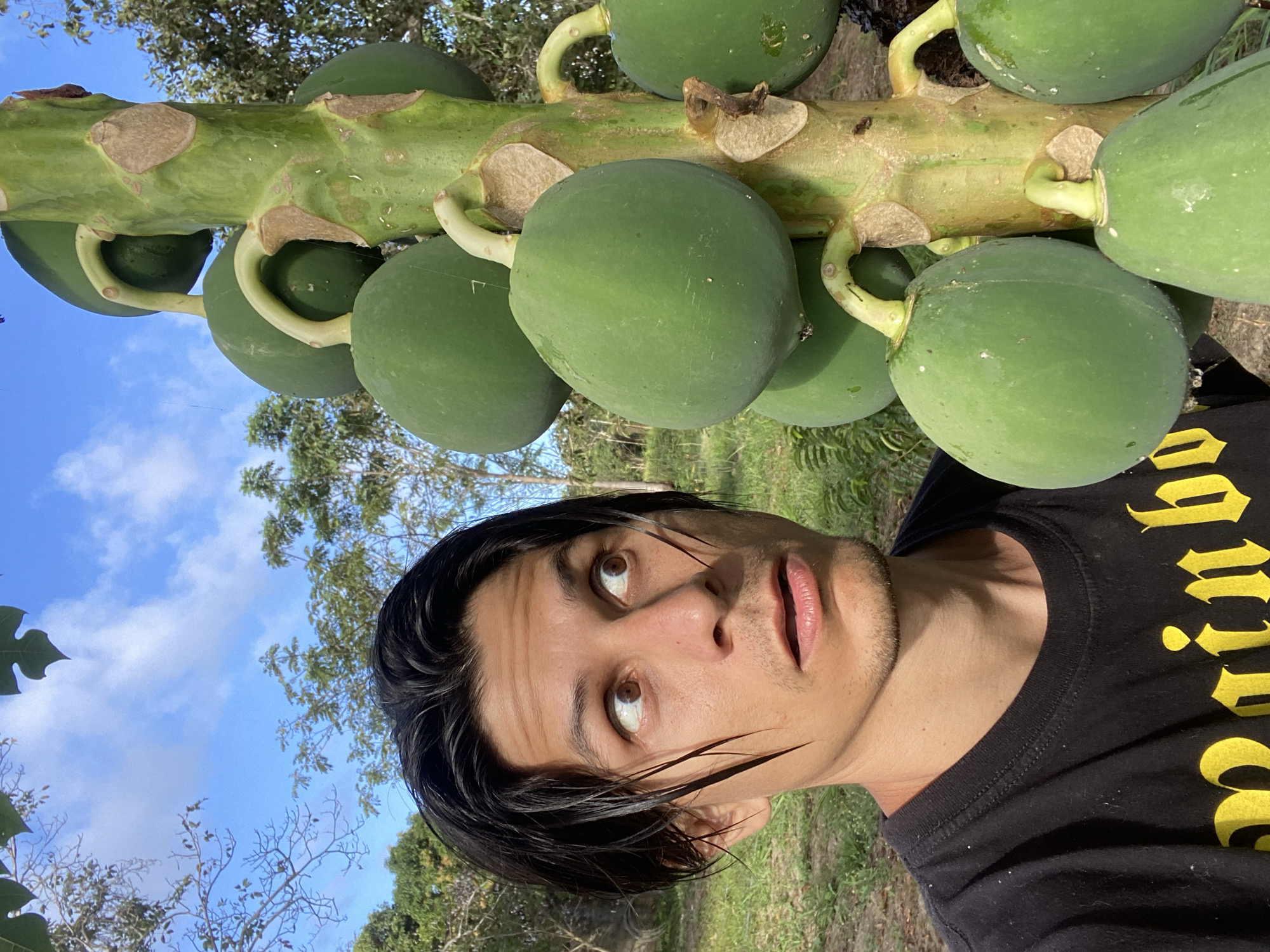An outdoor scene in Los Velásquez, Venezuela, depicts a male individual and a papaya tree under a partly cloudy blue sky. The man, positioned in the left foreground, has dark, damp hair, brown eyes, and light facial stubble. His expression is one of surprise or awe, with wide eyes directed upward and to his right, and his mouth slightly open. He wears a black crew-neck t-shirt with yellow lettering partially visible on the chest. To his right, a thick, green papaya tree trunk is visible, densely covered with numerous large, unripened green papayas. These fruits are round to ovoid and directly attached to the tree's main stem. The background consists of green foliage from distant trees and grassy ground, characteristic of a tropical environment.