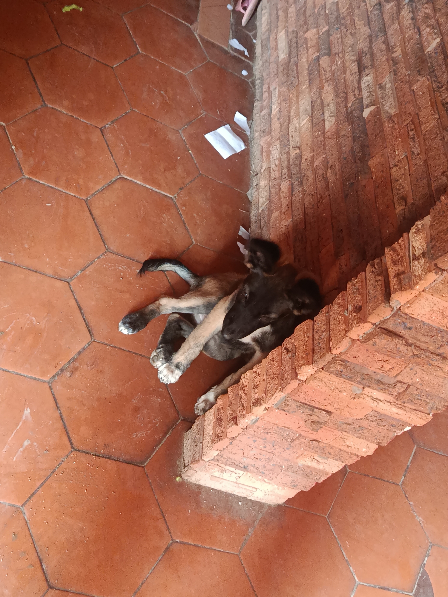 Two puppies are lying on a terracotta tile floor, pressed against a low brick wall. The location is Juan Griego, Venezuela. The floor is composed of hexagonal tiles. There are small scraps of white paper scattered near the wall and puppies. One person's toes are visible in the upper right corner.