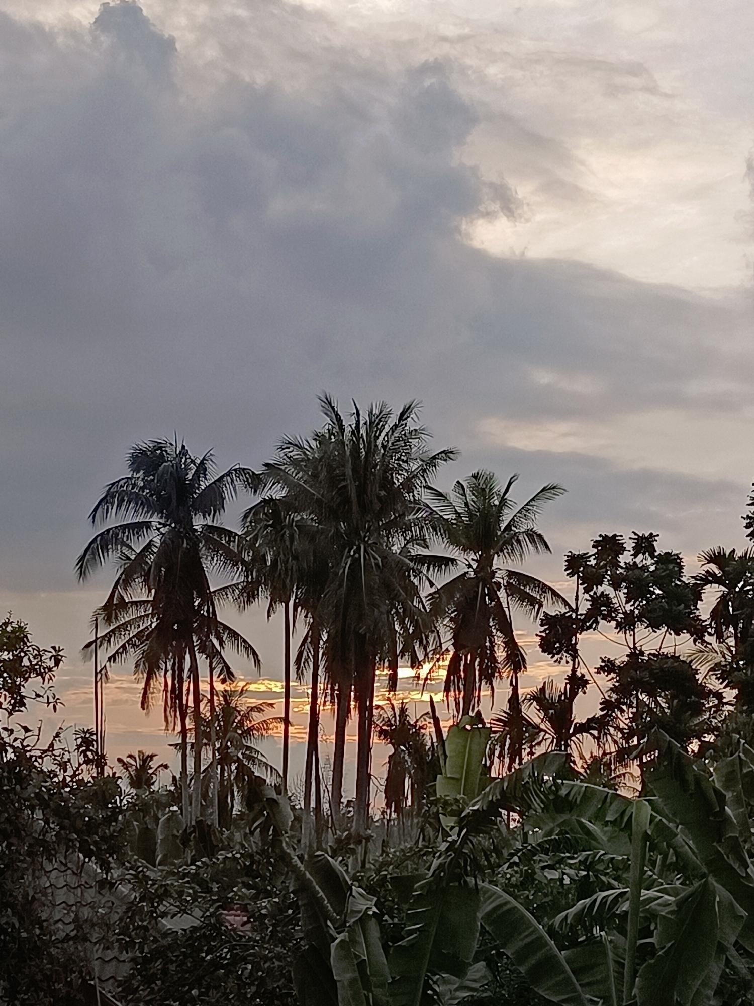 The image depicts a tropical landscape at dusk, likely in Blang Cut, Indonesia. The foreground is dominated by dense, dark green foliage, including large banana leaves. Silhouetted against a dusky sky are several tall coconut palm trees. The sky is overcast with dramatic clouds, tinged with the warm colors of sunset peeking through in the distance between the palm fronds. The overall atmosphere is serene and slightly moody, characteristic of a tropical evening. There are no people or animals visible in the frame.