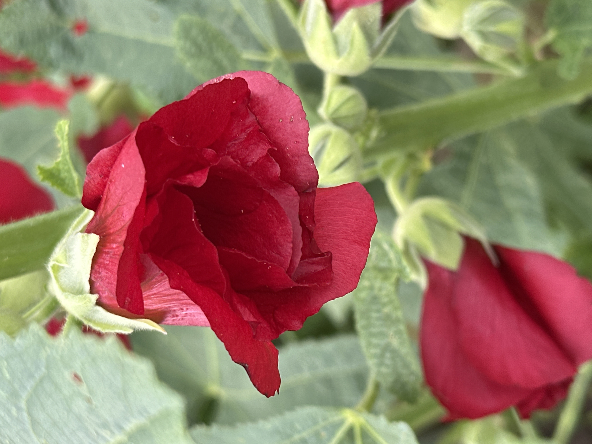A close-up, vertical shot captures a vibrant red hollyhock bloom in Novogorbovo, Russia. The flower, partially open, reveals delicate, ruffled petals. The stem and surrounding green leaves are visible in soft focus, suggesting a natural garden setting. The scene is bathed in natural light, creating subtle shadows and highlights on the petals.