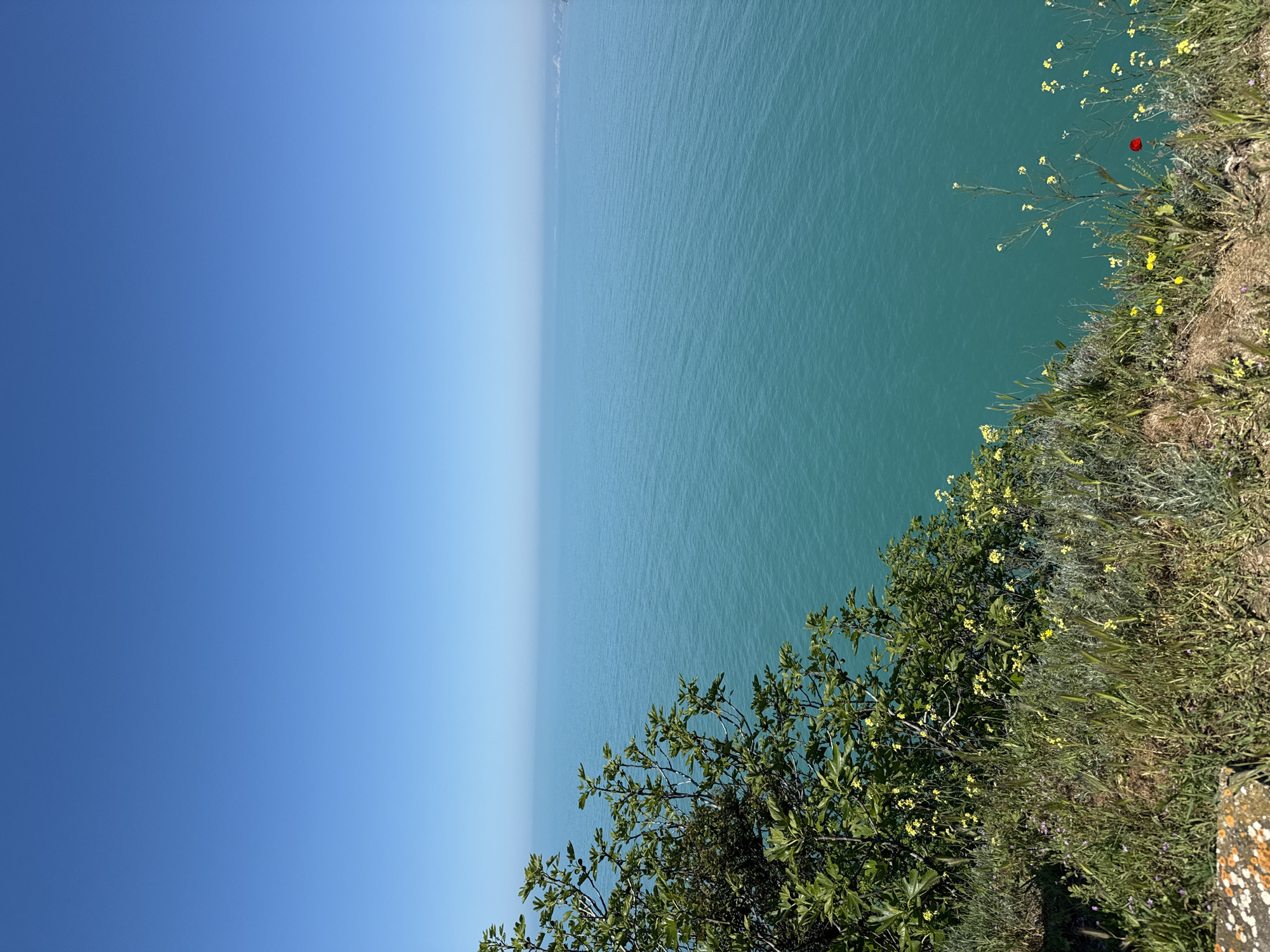 A landscape photograph displays a view from the coast, likely in Balgarevo, Bulgaria, featuring a vertical composition. The clear blue sky occupies the left side, contrasting with the teal-colored sea on the right. A cliff edge runs diagonally, separating the sky and sea. The cliff is covered with green vegetation, including grass, bushes, and small yellow wildflowers. A single red flower is visible among the vegetation. The sea shows subtle ripples, indicating a gentle breeze. The overall scene suggests a sunny day at the coast.