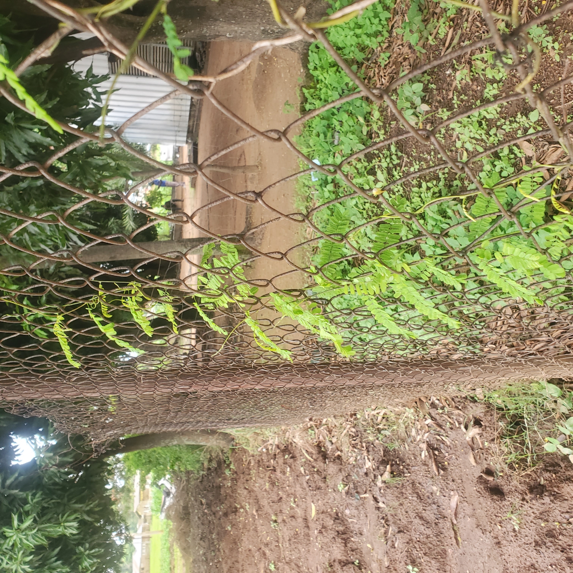 The image depicts an outdoor scene with a rusty chain-link fence running diagonally from the foreground to the middle ground. Lush green foliage, including leaves and vines, is growing on and around the fence, creating a vibrant contrast with the weathered metal. Beyond the fence, the ground appears to be a mix of dirt and vegetation. In the background, there are trees, a corrugated metal structure, and a few figures. One person, wearing blue clothing, is standing and looking towards the left. Another person is seated, and a third is partially visible. The overall environment suggests a semi-rural or undeveloped area, possibly on the outskirts of Toro, Nigeria. The muddy ground in the foreground suggests recent rainfall or a damp environment.