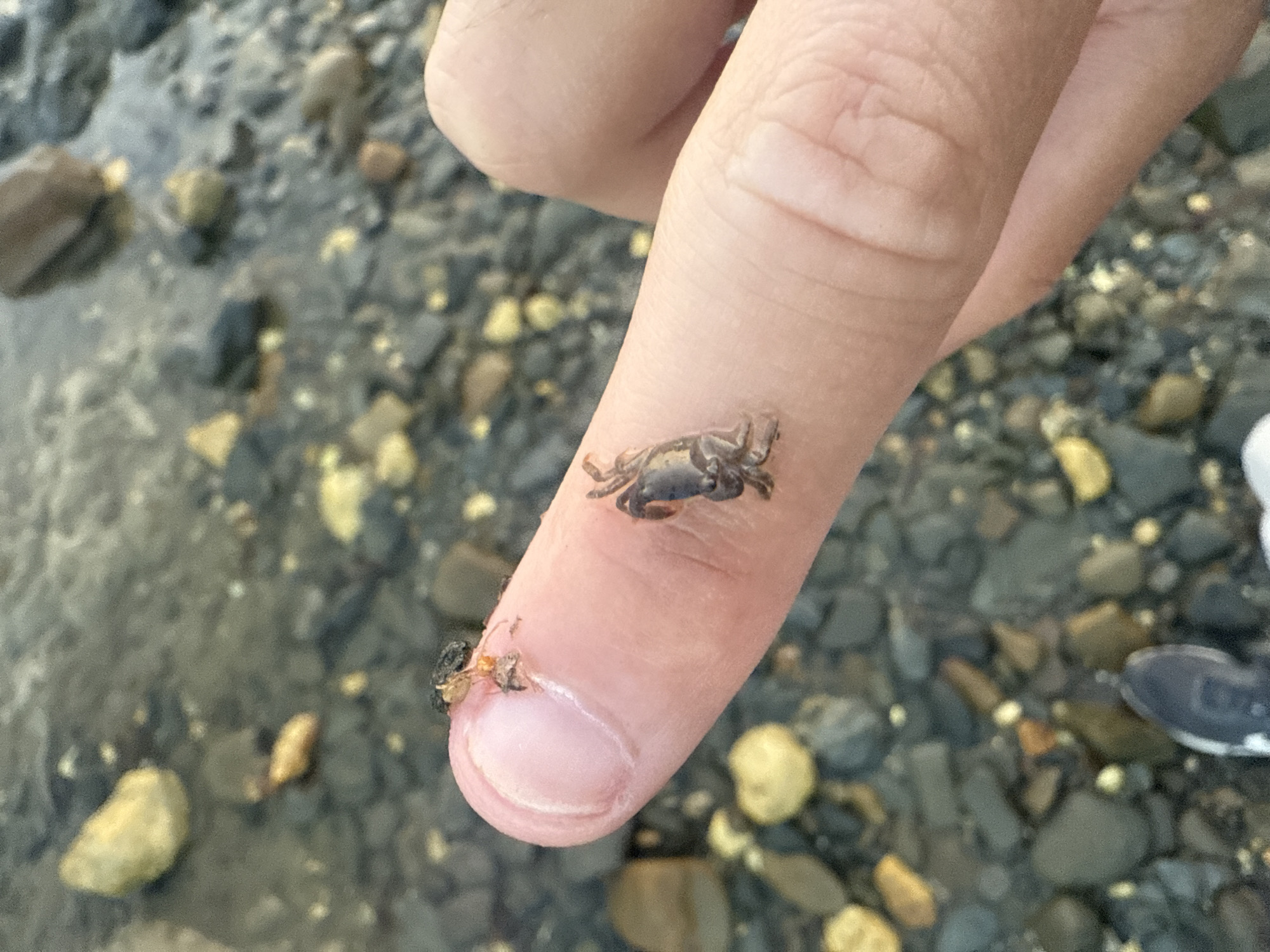 The image shows a close-up of a human finger holding a small crab. The crab is dark in color with visible legs and a shell. Another, smaller crab is visible on the tip of the finger. The background consists of a rocky shore with some wet stones, suggesting a coastal or riverine environment. The lighting suggests it is daytime. The image is taken from a slightly elevated perspective, looking down at the finger and crabs. There is no visible text in the image.