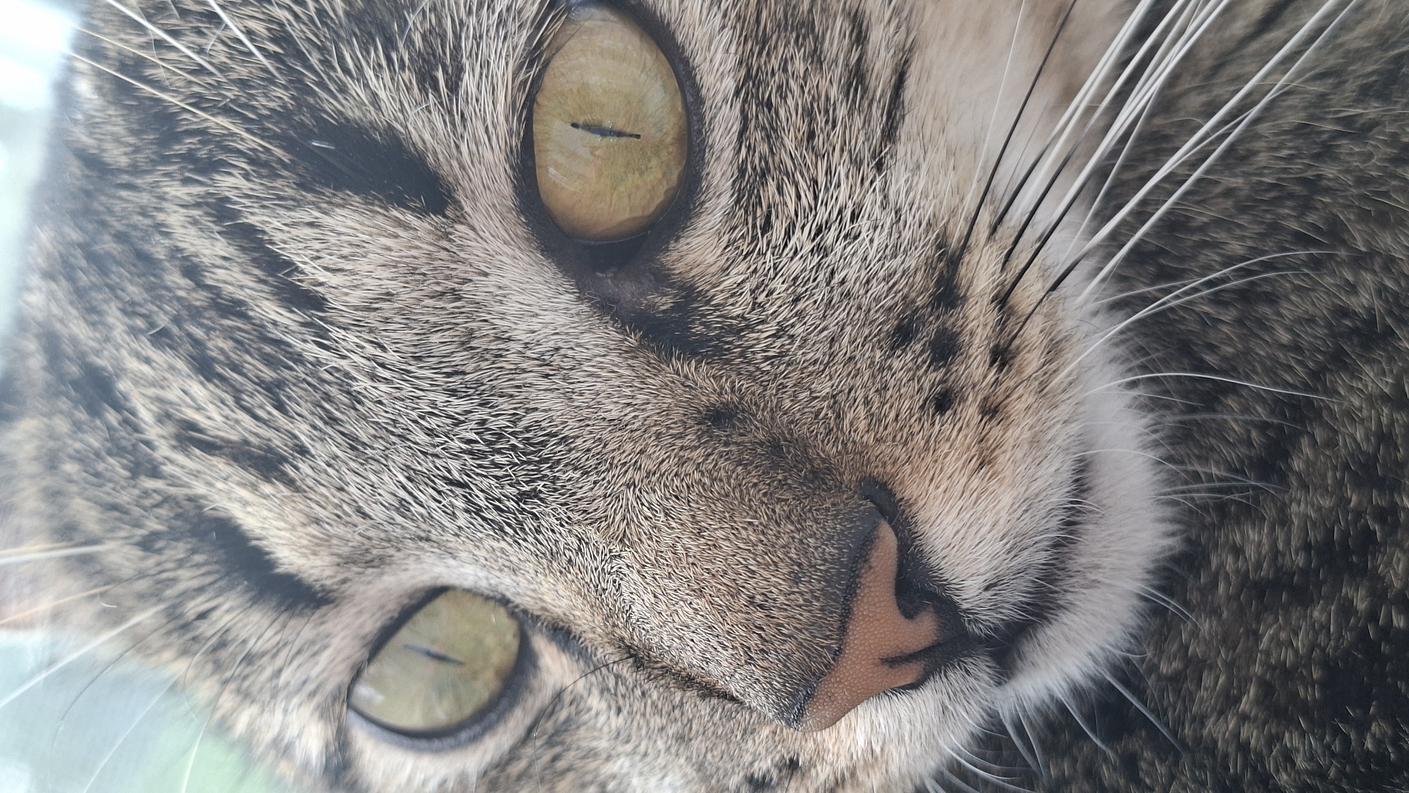 This is an extreme close-up portrait of a tabby cat's face. The image is dominated by the cat's fur, eyes, and part of its nose and whiskers.
The primary subject is the cat, whose fur displays a distinctive tabby pattern with shades of brown, black, and cream. Its fur is short and dense, with individual hairs clearly visible. The cat's eyes are a striking yellowish-green hue, featuring narrow, vertical pupils, typical of felines. One eye is prominent in the upper left, while the other is visible in the lower left, indicating a slightly tilted or angled perspective. The cat's pinkish-brown nose is visible towards the center-right, showing detailed texture. Numerous long, white whiskers extend from the muzzle area, adding to the close-up effect.
The cat appears to be calm and observant, possibly resting, as its gaze seems directed outwards. The lighting is soft and diffused, suggesting natural light, perhaps from a window or an open outdoor space. The background is completely out of focus, appearing as a bright, hazy wash of light colors with a hint of green, making it impossible to discern specific objects or a detailed setting. There are no visible people, distinct objects other than the cat's features, or specific location cues within the image itself. There is no visible text. The close-up perspective creates an intimate and detailed view of the cat's face.
