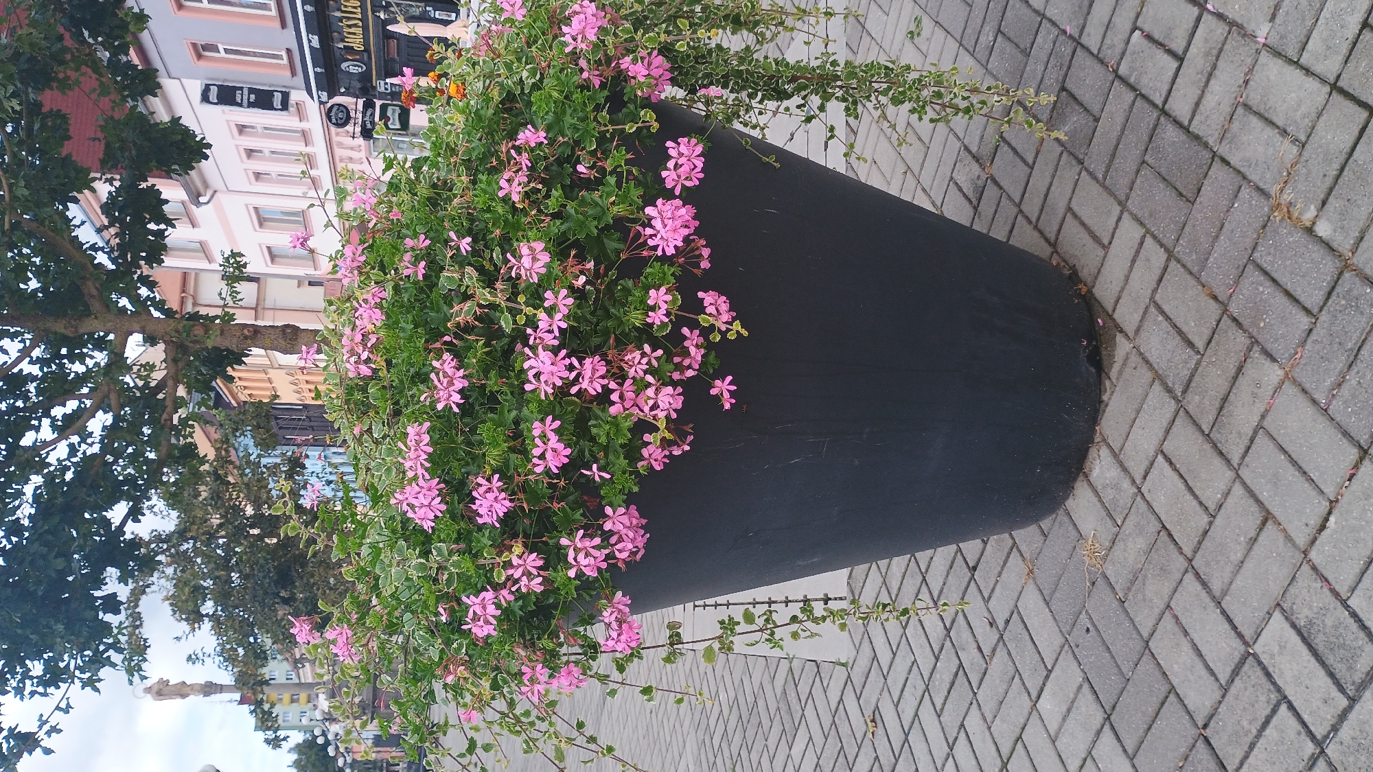 The image shows a large, dark gray planter filled with blooming pink flowers and green foliage, placed on a gray brick sidewalk in Sokolov, Czechia. The planter is conical in shape and appears to be made of a smooth, matte material. Some of the plants spill over the edge of the planter and hang down. In the background, there are buildings with a mix of architectural styles, some appearing to be shops or businesses, with signs visible. One sign reads "JACK'S LEG...". A tree with dark green leaves is visible behind the planter and to the left. The sky is overcast. The ground is paved with rectangular bricks laid in a herringbone pattern.