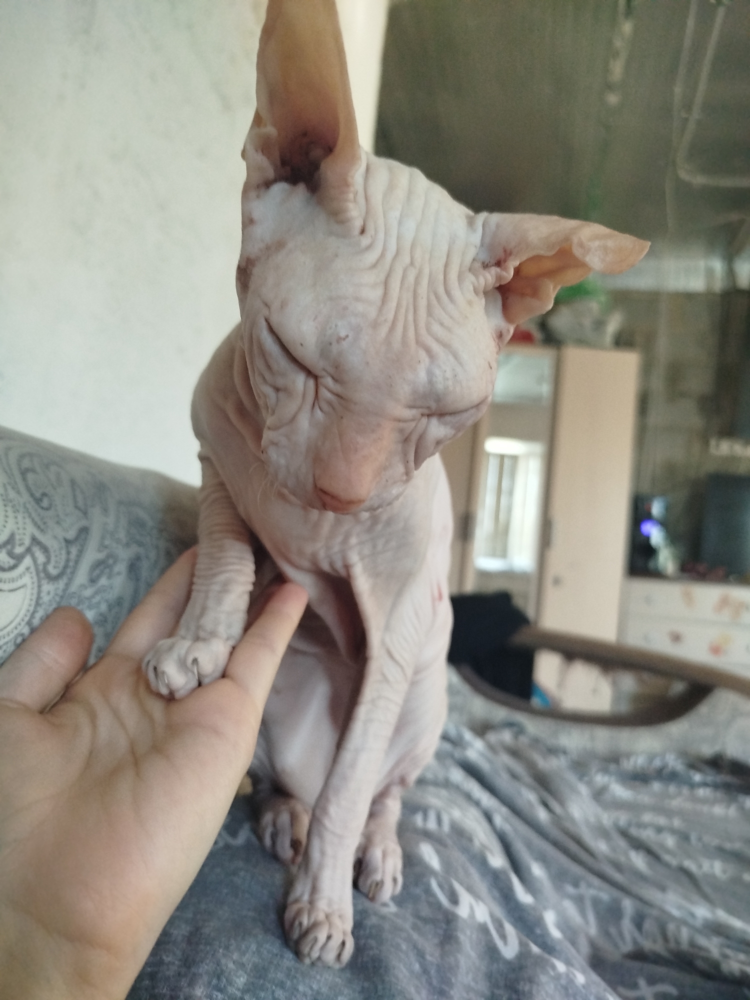 The image depicts a close-up, eye-level shot of a light-skinned Sphynx cat with closed eyes and prominent wrinkles. A human hand is positioned in the lower left corner of the frame, gently touching the cat's front leg. The cat is seated on a gray blanket with a patterned design. The background is blurred but suggests an indoor setting with furniture, including what appears to be a dresser and a mirror reflecting a window. The overall lighting is soft, and the image has a shallow depth of field, focusing attention on the cat and hand. No specific landmarks or details are visible to place the image in Zavodoukovsk, Russia.