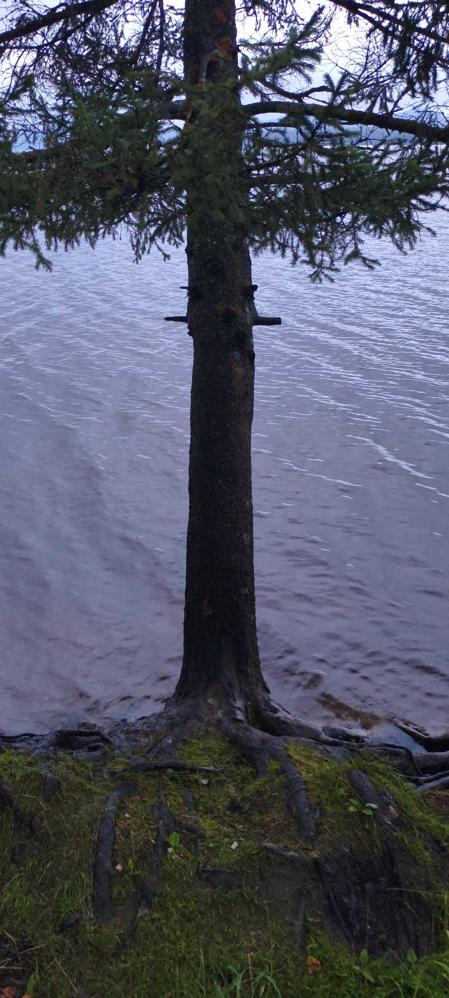 This vertical, medium shot captures a lone coniferous tree standing at the edge of a body of water. The tree's trunk is dark and textured, with prominent, exposed roots gripping the mossy ground at its base. Two horizontal branches, appearing to be deliberately placed, protrude from the trunk at different heights, adding a peculiar detail to the scene.
The water behind the tree is a muted, dusky purple, rippled by a gentle current, suggesting it might be a lake or a wide river. The sky above is overcast and pale, indicating a cloudy day, possibly twilight given the dim lighting and subdued colors. The overall atmosphere is serene and perhaps a little somber, with a sense of quiet solitude.
The scene is set in Zyuratkul', Russia, a location known for its natural beauty, particularly its national park which features a large lake. The presence of the tree and the water are the primary subjects, with no people or animals visible. The noticeable detail of the protruding branches could be remnants of a past human intervention or a natural occurrence, but their placement is striking. There is no visible text in the image.