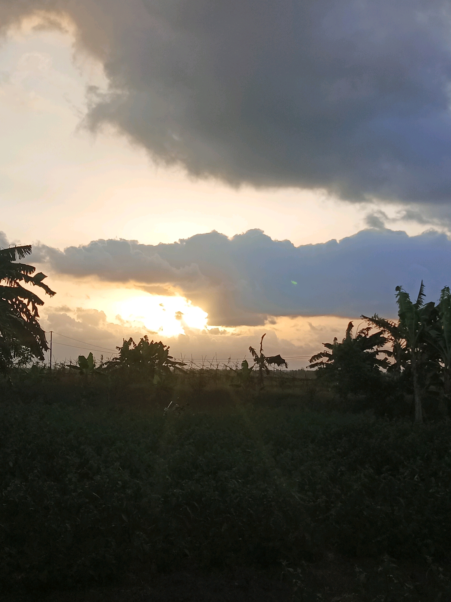 The image depicts a landscape view during sunset, with a focus on the sky and vegetation. In the foreground, there is dense, dark green foliage, characteristic of crops or low-lying vegetation. Partially visible through this foliage and in the middle ground are silhouettes of plants, including what appear to be banana trees with their distinctive large leaves, as well as some thin, upright structures possibly representing utility poles or fence posts. A wire fence is also visible across the middle ground.
The sky dominates the upper portion of the image. It is filled with dramatic clouds, with a bright band of sunlight breaking through them from the center-left. The sun's rays are casting a warm, yellow-orange glow through the clouds, illuminating parts of the sky and creating a contrast with the darker, stormier clouds in the upper and right portions of the frame. The overall lighting suggests the late afternoon or early evening hours. The environment appears to be rural or agricultural. The location is identified as Kawunganten, Indonesia.