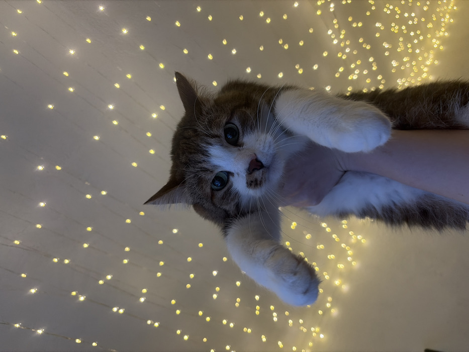 A person holds a brown and white cat upside down. The cat has white paws, a brown and white face, and pointy ears. The background is adorned with soft, out-of-focus yellow lights arranged like stars. The lights create a warm, magical atmosphere. The cat appears calm despite its unusual position.