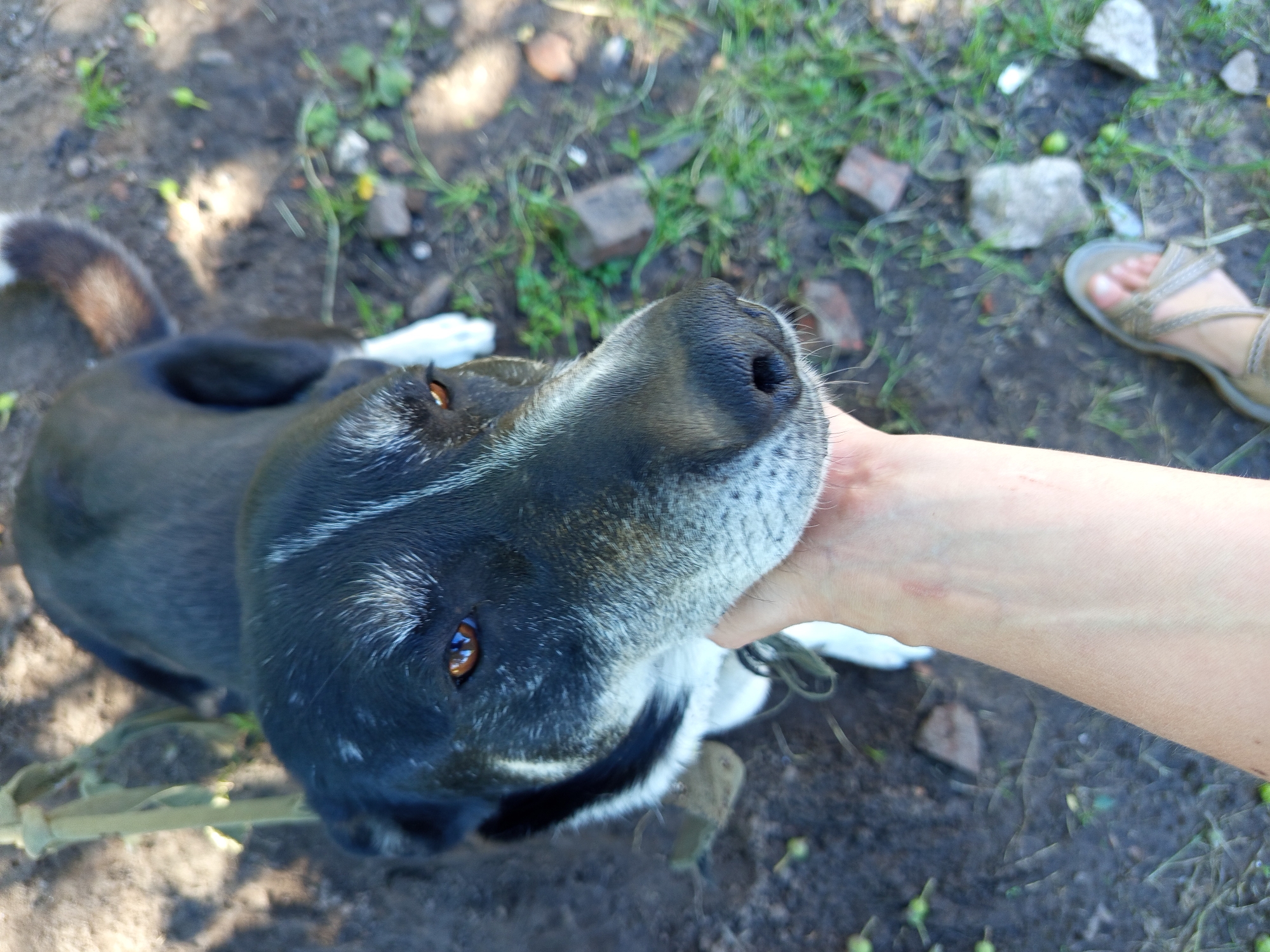 A medium shot, high-angle view shows a dog's face being petted by a human hand. The dog, a black and white mix with graying muzzle, looks directly into the camera with amber eyes. A tan-colored leash is attached to the dog's collar and held by the human hand. The background is a dirt path with sparse green grass and scattered bricks, suggesting an outdoor location. A human foot wearing a sandal is visible in the bottom right corner of the frame. This image appears to have been taken in Ostrovtsy, Russia.