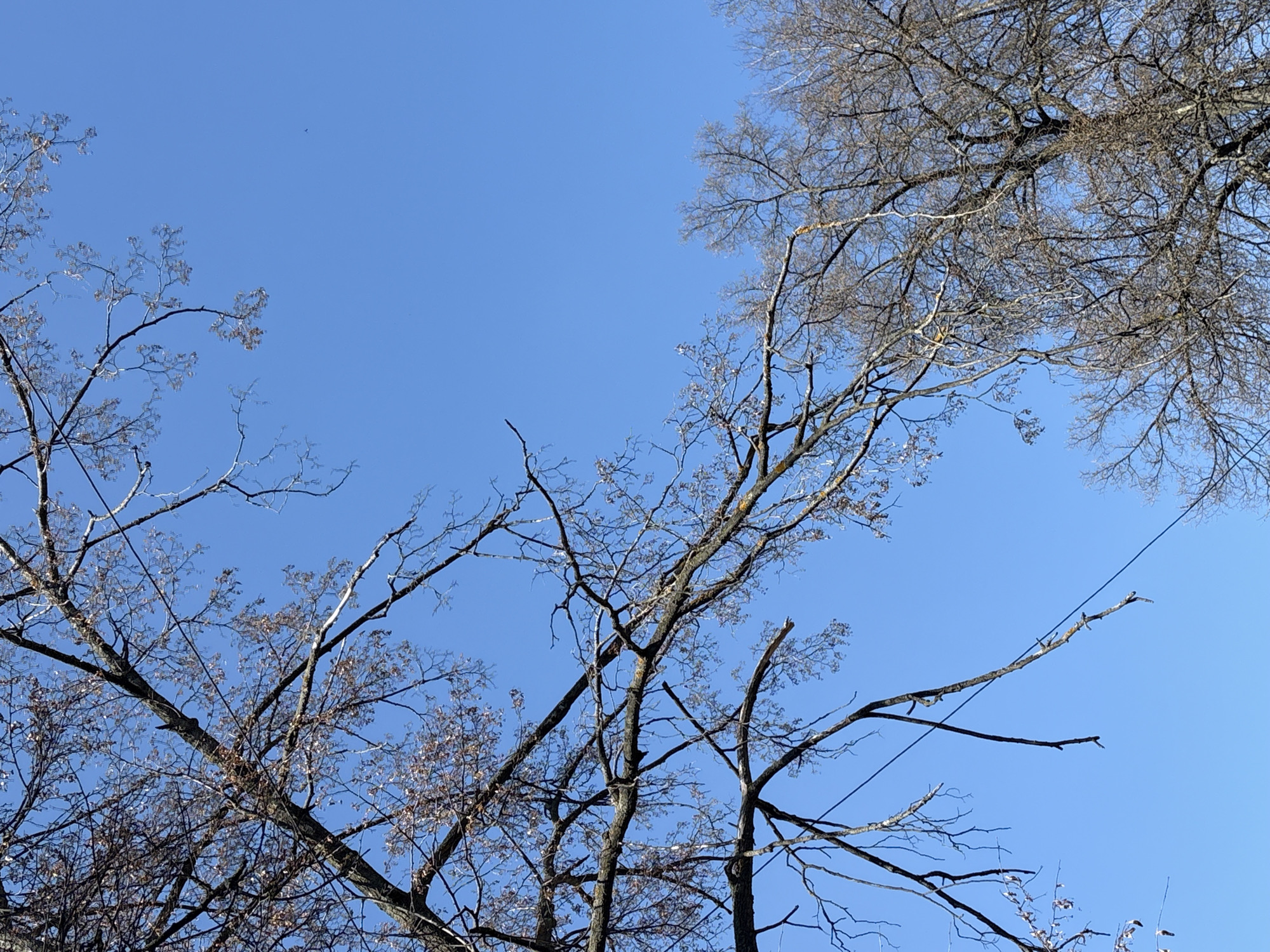The image depicts a view of bare trees against a clear blue sky. The trees are branching and without leaves. A thin wire stretches across the sky in the upper-right portion of the image. The specific location within Izhevsk, Russia is not discernible from the visual information provided.
