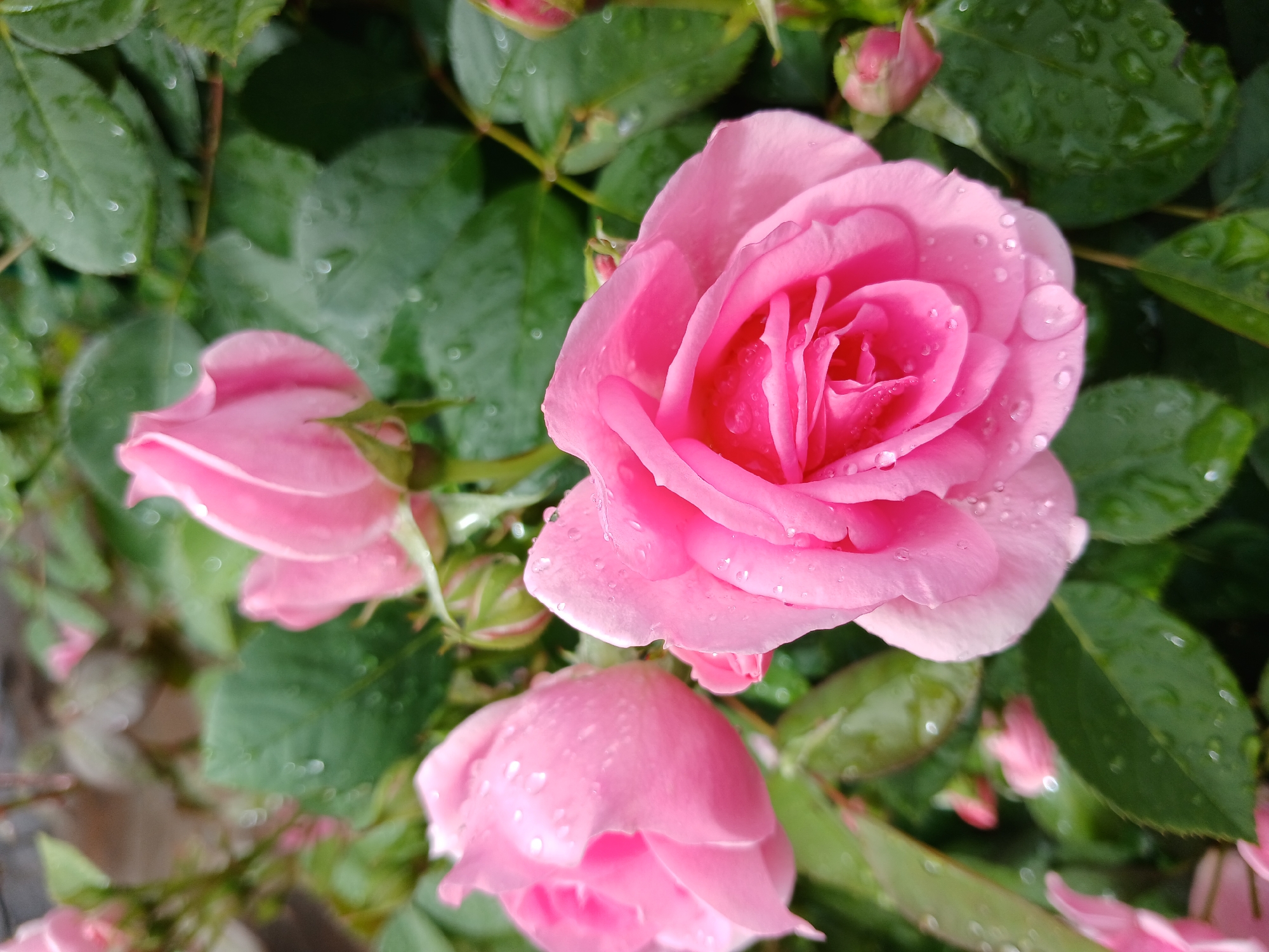 A close-up, slightly overhead shot of several bright pink rose blossoms and buds with green leaves. The petals are wet with water droplets, suggesting recent rain. The roses are in focus, with the background appearing blurred. The image is shot in Aksin'ino, Russia.