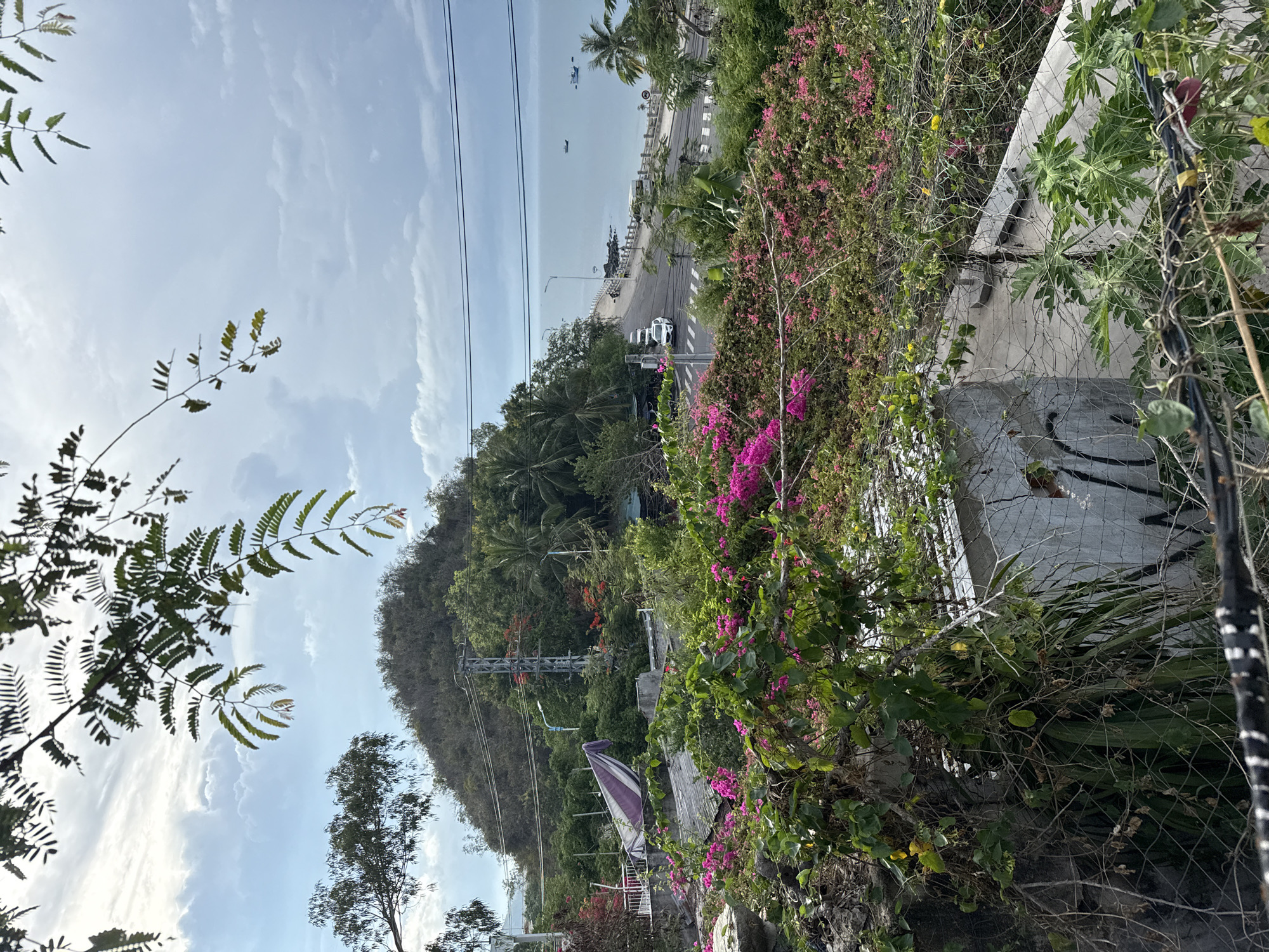 Captured in Bac Nha Trang Ward, Vietnam, the image presents an elevated roadside view framed by lush vegetation and a wire fence. Pink bougainvillea spills over a concrete barrier, contrasting with other greenery. Beyond the foliage, a coastal road runs parallel to the shoreline. A handful of vehicles are visible on the road. In the distance, the sea meets the horizon under a sky with scattered clouds. Power lines stretch across the sky above the road. The overall scene depicts a blend of urban infrastructure and natural scenery in a coastal Vietnamese setting.