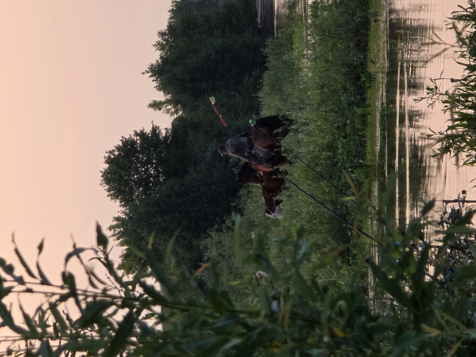 A person rides a horse through tall grass and reeds by a body of water during a sunset in Togashevo, Russia. The sky is a soft pink hue. In the foreground, out-of-focus green foliage frames the scene. Behind the rider and horse, a line of dark green trees creates a dense backdrop. Fishing rods are visible in the water. A brown and white cow stands to the left of the horse.