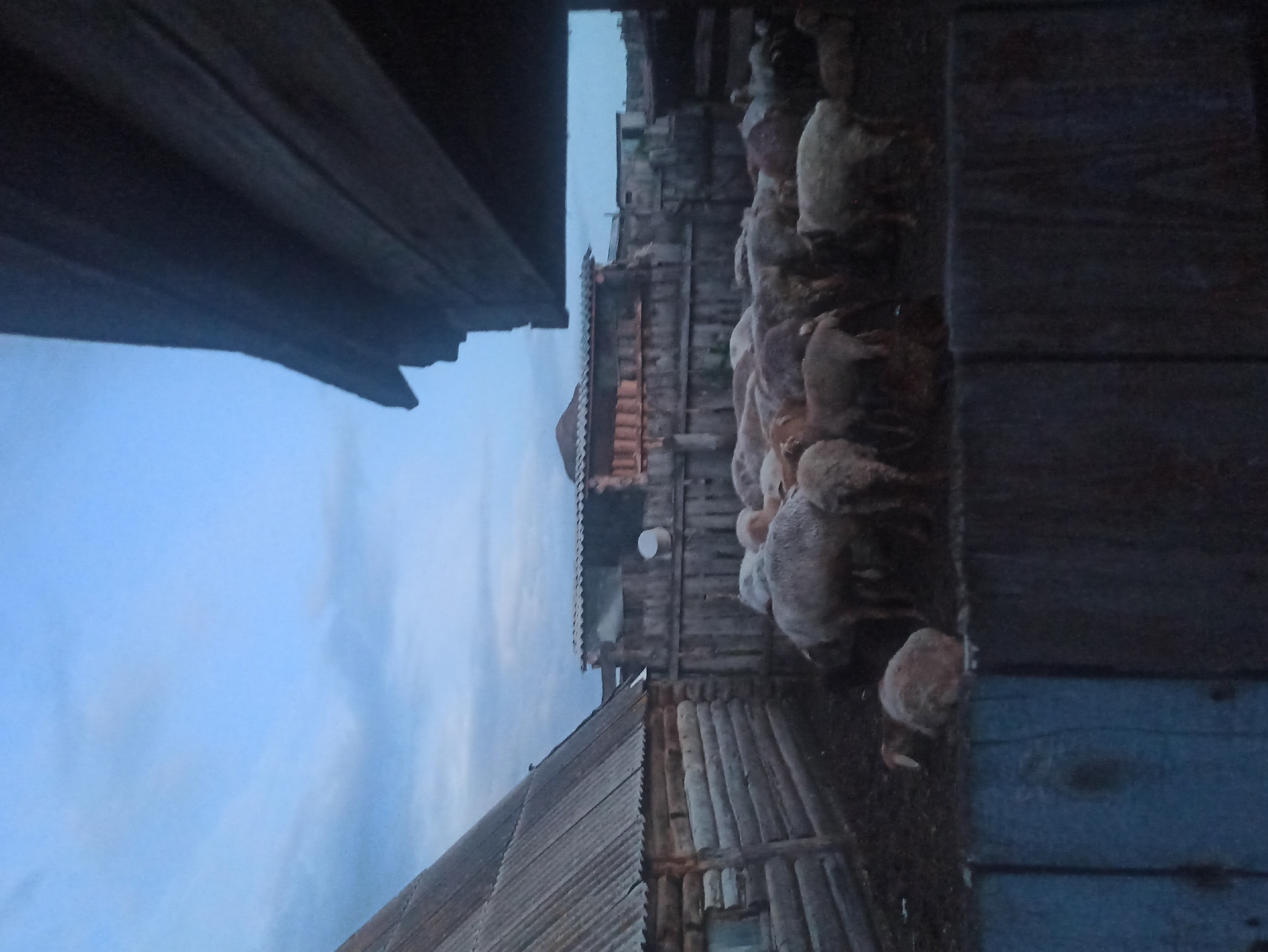 The image, taken in Nigmatovo, Russia, depicts a rustic scene at dusk. In the foreground, a dark wooden structure partially obscures the view, creating a frame. Beyond this, a cluster of sheep are gathered, their woolly bodies a light contrast against the darkening environment. Behind the sheep, a collection of wooden buildings with corrugated roofs and log construction are visible. One building appears to have multiple levels and is characterized by its weathered wood and a small white circular object mounted on its side. The sky is a pale blue with wisps of clouds, suggesting a calm evening. The overall impression is one of rural simplicity and the quiet end of a day in the countryside. No people are visible, and no text is present in the image.