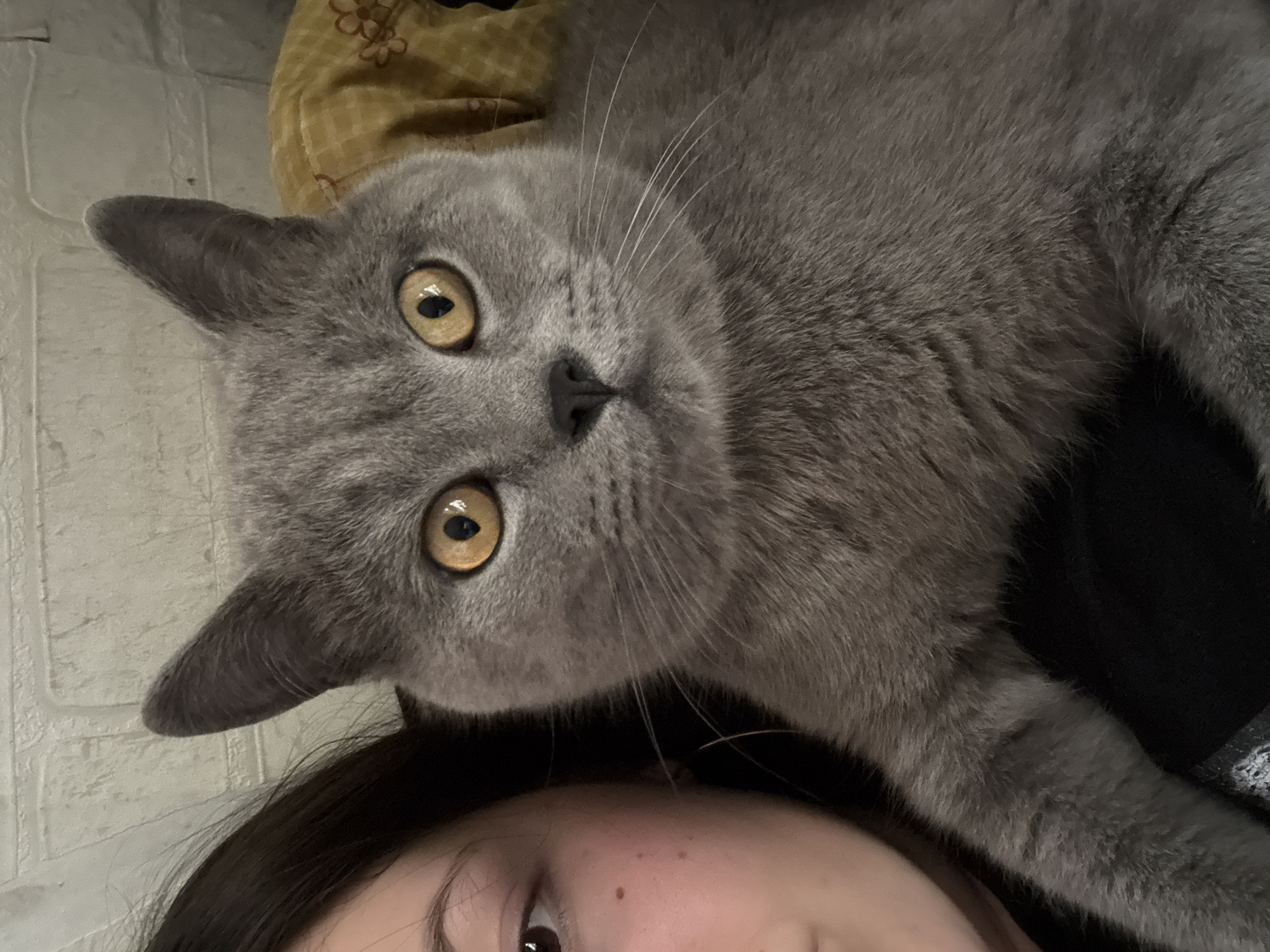 A gray cat with yellow eyes lies on top of a person. The cat is the main focus of the image. The background includes a mustard-colored pillow and a white brick wall. The person is partially visible in the lower part of the frame. No indications suggest that the location is in the city of Фоки, Russia.