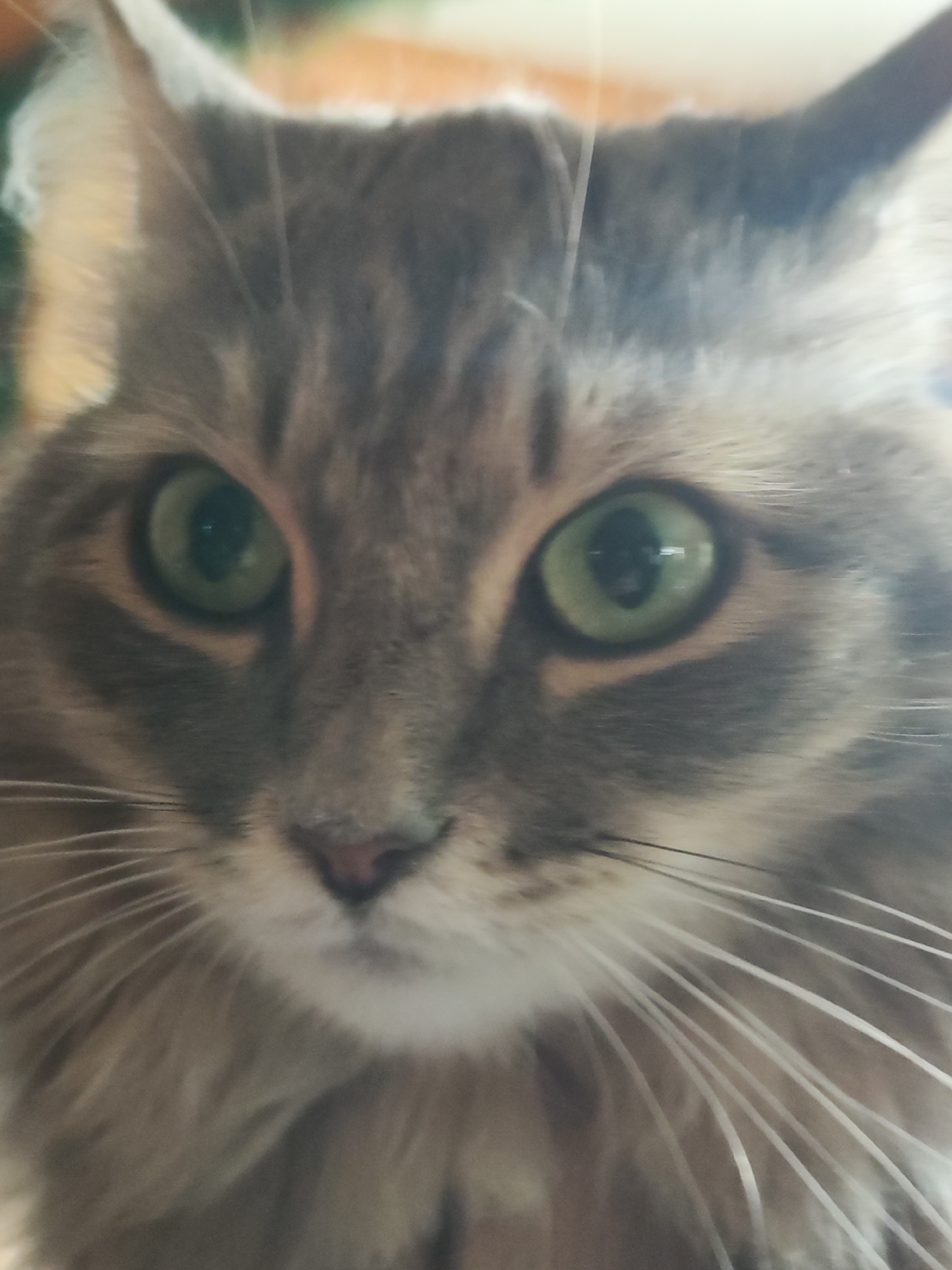 This is a close-up, eye-level portrait of a domestic cat, captured likely indoors in Chaikovsky, Russia. The cat's face fills the frame, presenting a detailed view of its features. It appears to be a long-haired tabby, characterized by its textured fur displaying patterns of grey and brown stripes, interspersed with lighter, creamy tones, especially around the prominent, pointed ears and muzzle.
The cat's most striking features are its large, round, luminous green eyes, which are directed intently towards the viewer. The pupils are dilated, and small reflections within them suggest an indoor light source. Below the eyes, a small, pinkish-brown nose is visible, and numerous long, white whiskers extend gracefully outwards from the muzzle.
The background is softly blurred with a shallow depth of field, highlighting the cat as the central subject. Indistinct hues of orange, green, and white in the background suggest an interior setting with ambient lighting. The cat's expression is one of calm attentiveness or curiosity, as it gazes directly at the camera. There is no specific activity depicted other than this direct observation. No text is visible in the image.