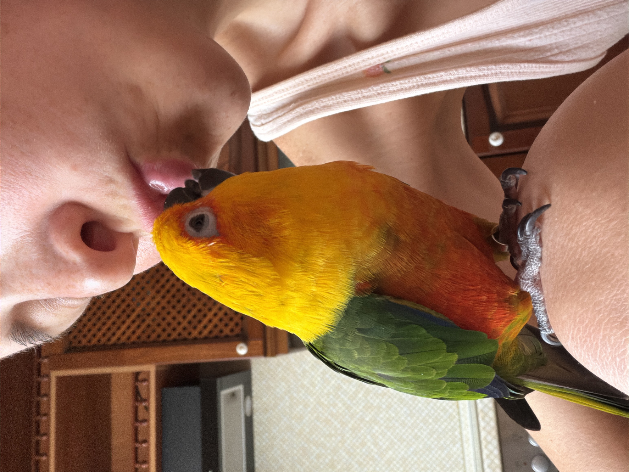A close-up shot captures a woman's face as a bright yellow and green parrot perches on her shoulder, reaching towards her lips. The parrot's head is positioned near her mouth as though pecking or nibbling. The woman's skin is pale and smooth, and she wears a light pink top with a delicate pattern along the neckline. The parrot's feathers transition from vibrant yellow on its head and chest to orange and green on its back and wings. Its feet are gripping the woman's shoulder firmly. The background shows a portion of wooden furniture with a latticed pattern and a light-colored wall, along with a glimpse of a silver appliance. There is no evidence to confirm the image's location is Khimki, Russia.