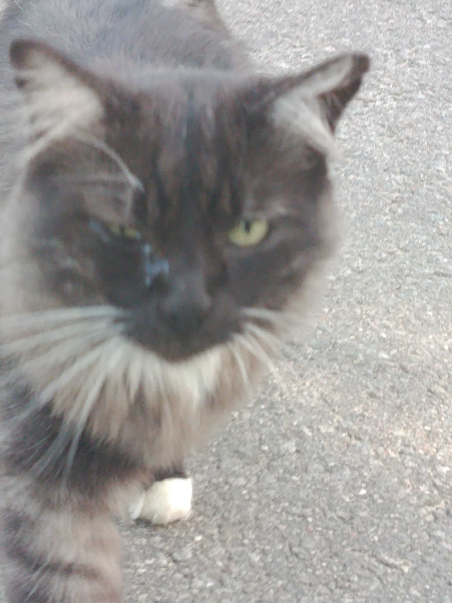 A blurred, full-body shot captures a fluffy, grey cat with green eyes standing on an asphalt surface. The cat's head is angled slightly downwards, and its white-tipped paws are visible. The background is an out-of-focus grey surface that appears to be a road or sidewalk. There is no visible indication of the cat's specific location within the city of Верея, Russia.