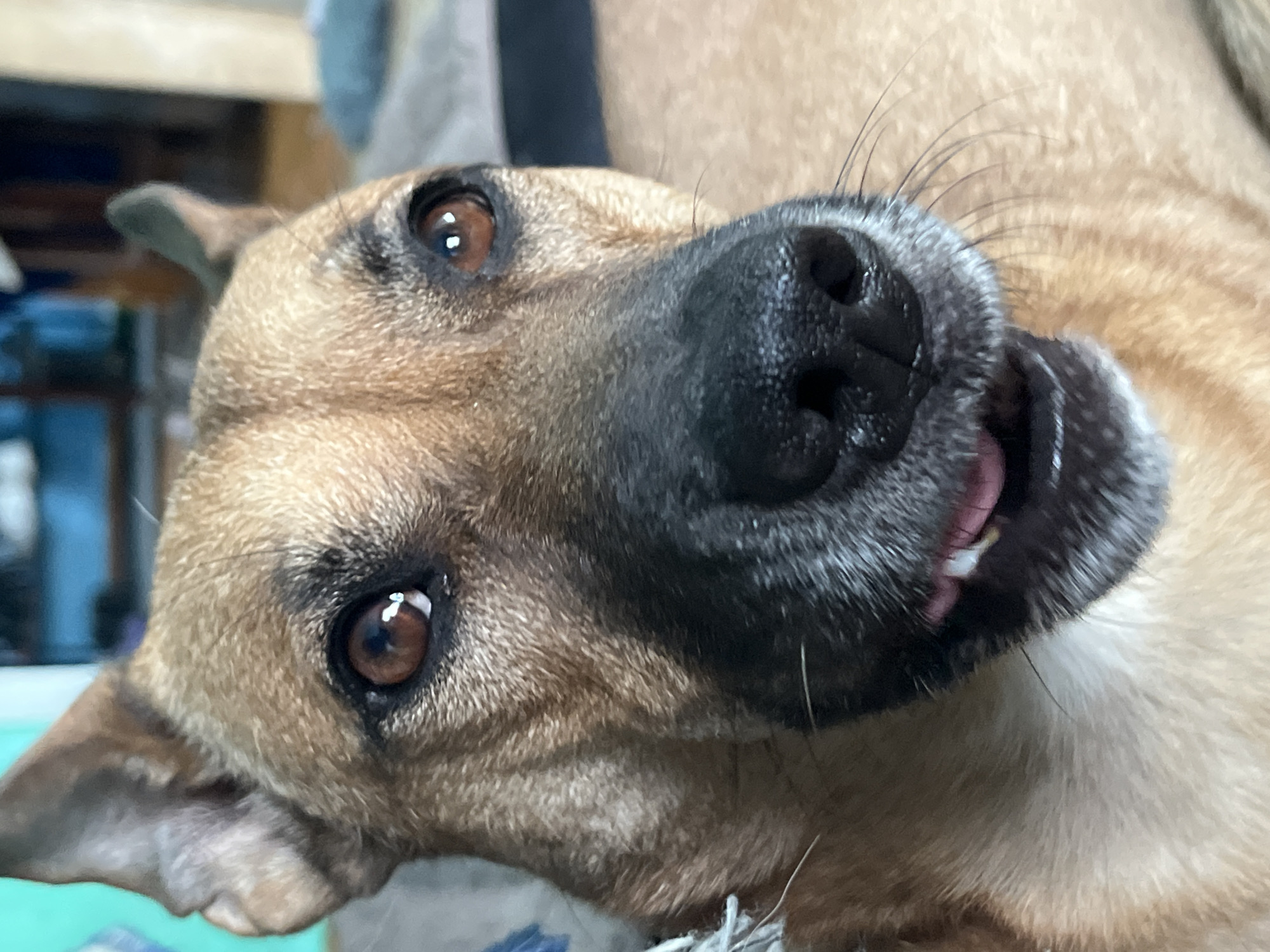 A close-up, eye-level, medium shot captures the face of a medium-sized dog with tan fur, a black nose, and brown eyes. The dog's mouth is slightly open, revealing its pink tongue and a few teeth. The background is blurred, showing indistinct shapes of furniture and possibly a wall. The lighting is soft and natural. The image does not contain any information to determine its location in Nizhny Tagil, Russia, or any other specific geographic location.