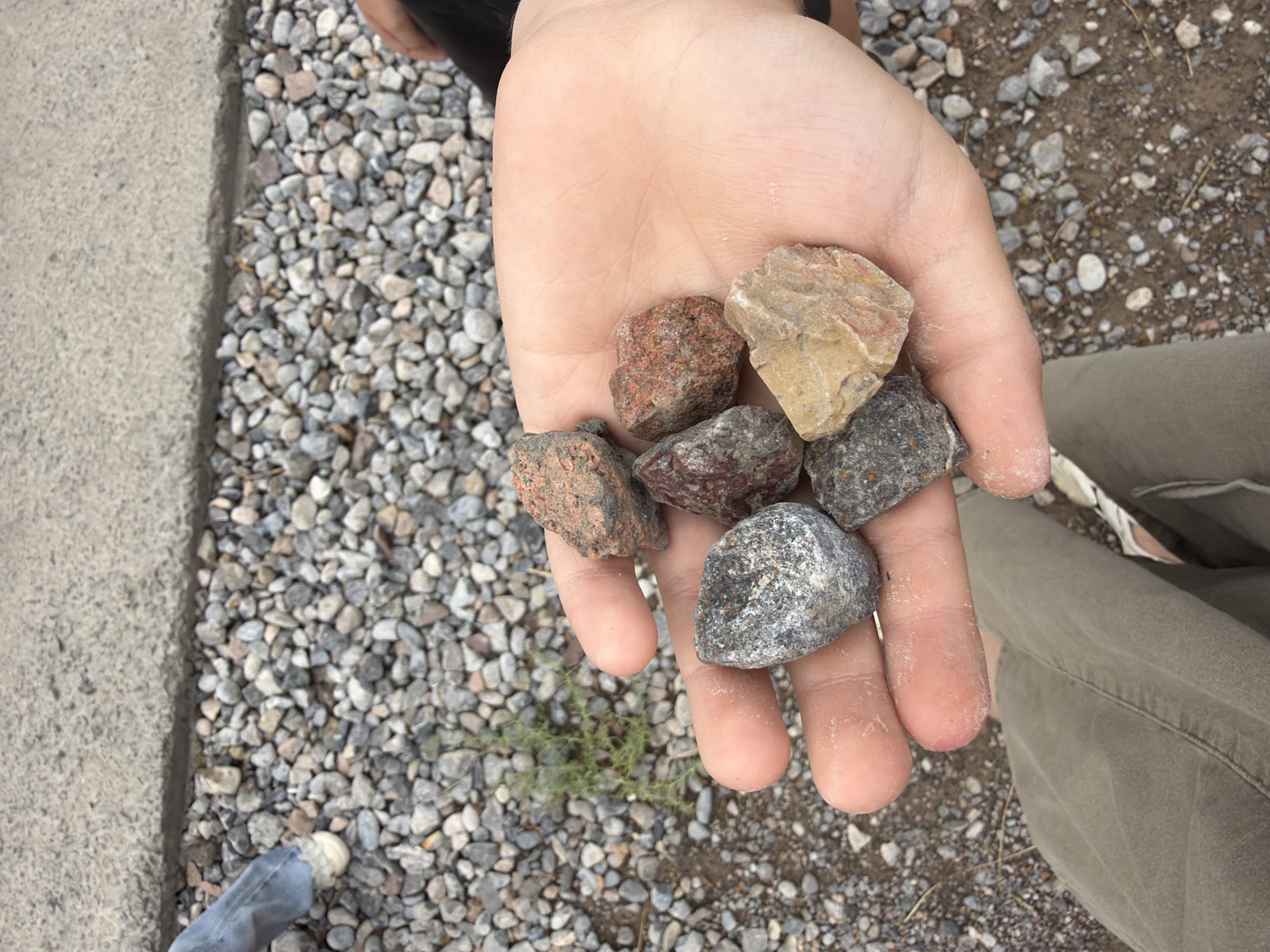 A hand is held open, displaying a collection of six small rocks. The hand and rocks are positioned in the foreground, against a backdrop of gravel. The gravel is composed of various sizes and colors of stones, predominantly grey, white, and reddish-brown. To the left of the frame, a concrete edge borders the gravel. The background shows more gravel and dirt, with a hint of dry vegetation. The lighting suggests it is daytime, with soft shadows. The overall scene appears to be an outdoor setting, possibly a roadside or a natural area with loose stone ground cover. There is no visible text in the image.