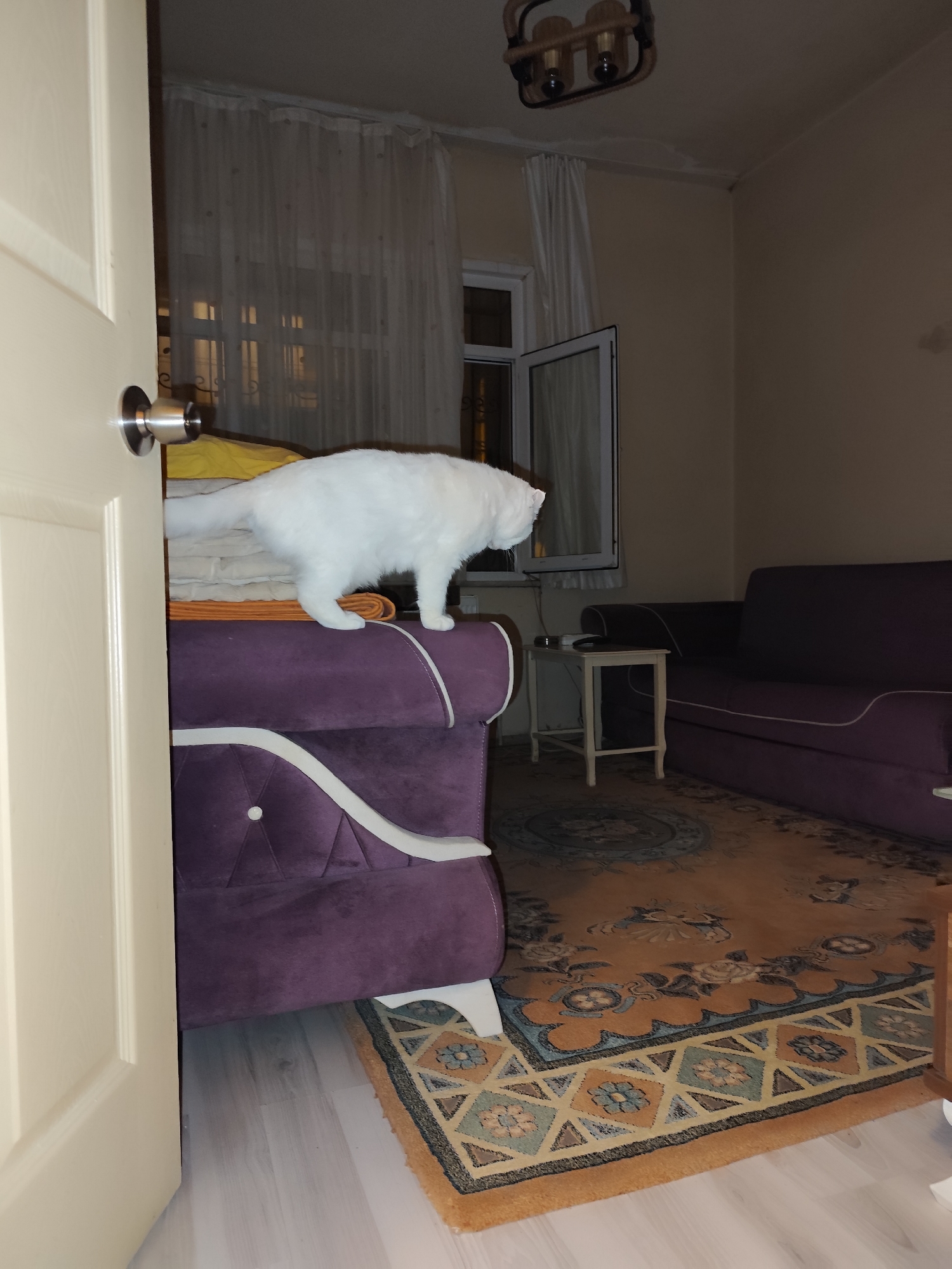 An indoor scene depicts a fluffy white cat standing on the backrest of a purple, upholstered piece of furniture, possibly a sofa or bed. The cat is facing away from the viewer, looking towards an open window beyond sheer white curtains. The room appears to be a living area or bedroom, softly lit, suggesting it is evening or night.
To the left, a light-colored door with a silver doorknob is slightly ajar, partially obscuring the view of the furniture the cat is on. The purple furniture has a distinctive design with white accents and button tufting. Adjacent to it, to the right, is another matching purple sofa. Between the cat's vantage point and the second sofa, a small, light-colored side table stands, holding an unseen object.
The floor is covered with a large, intricately patterned rug featuring geometric and floral designs in shades of orange, blue, and black. A light wooden floor is visible at the edges of the rug. The walls are a neutral beige color. Above, a ceiling light fixture with two bulbs is visible, contributing to the room's warm but dim illumination. Through the open window, security bars are faintly visible. The overall setting appears to be a cozy domestic interior in Sarıyer, Turkey. No visible text is present in the image.