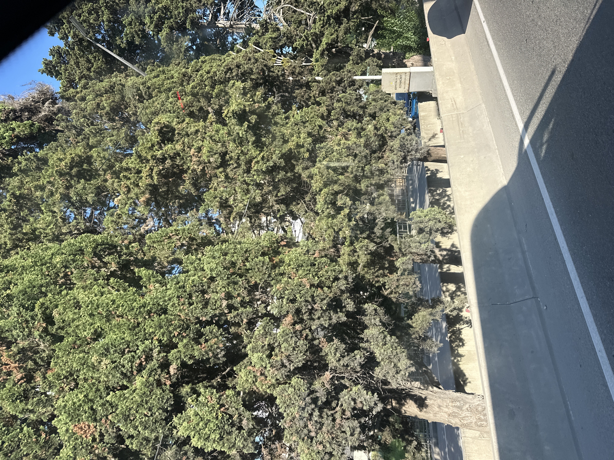 The image shows a view from a moving vehicle looking towards a line of cypress trees and a concrete barrier. In the background, a sign is visible that reads "ШУМНО № А-175 СОЧИСВЕТ". This indicates the location is in Sochi, Russia, and the sign is likely related to noise pollution or environmental monitoring, with "Сочисвет" potentially referring to a municipal service. A blue car is parked behind the barrier, partially obscured by the trees. The trees are dense and green, with some dry, brown foliage mixed in. Sunlight casts shadows on the road and barrier. The environment appears to be roadside, possibly an elevated highway or a road with a significant drop on one side.