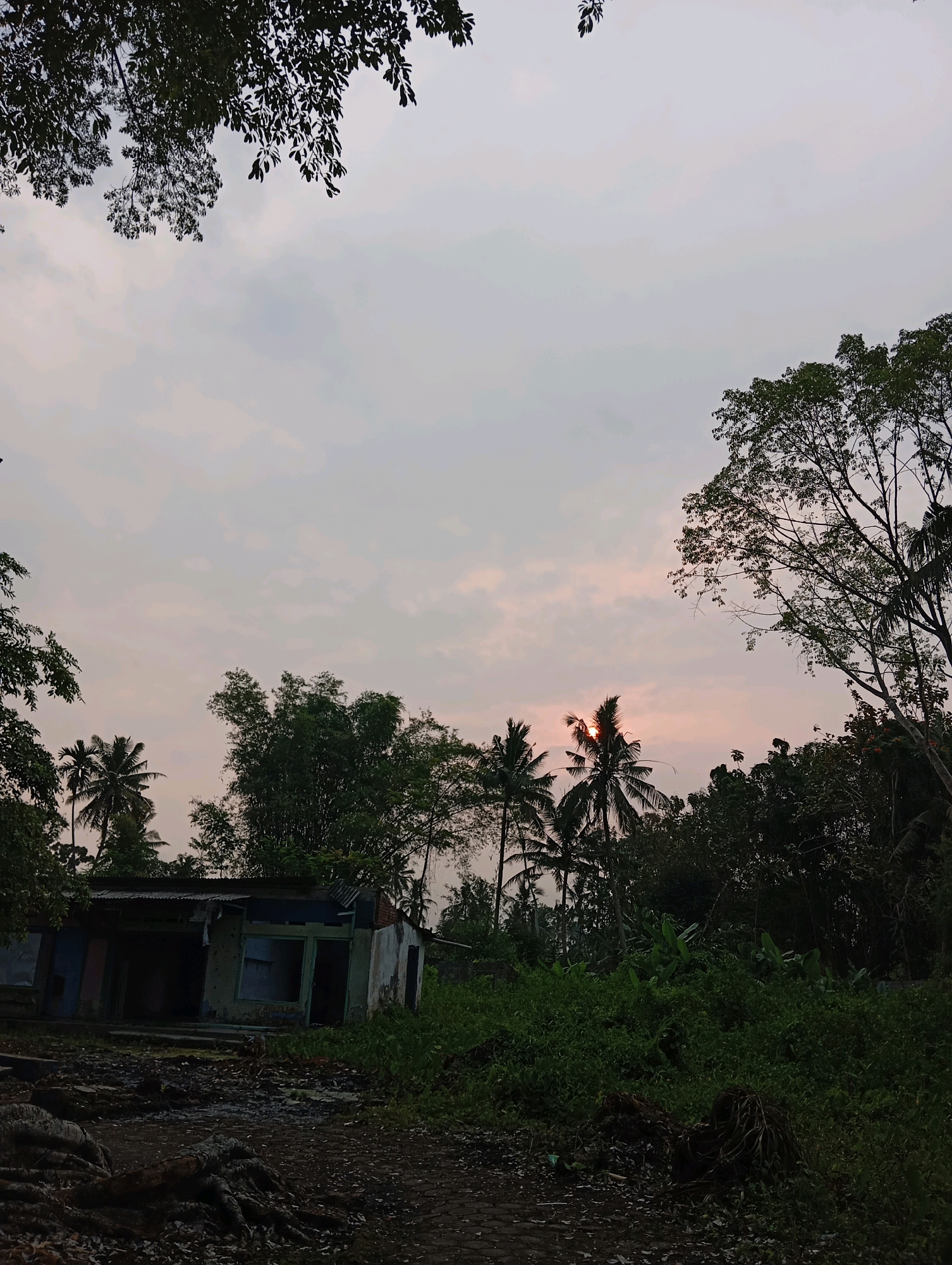 This image depicts a sunset scene in Sememu, Indonesia, showcasing a dilapidated structure amidst lush tropical vegetation. In the foreground, a rough, uneven ground is visible, covered with debris and exposed tree roots. To the left, an old, weathered building with a corrugated iron roof stands in a state of disrepair. Its walls are peeling, and windows are broken or missing. The building appears abandoned.
The middle ground is dominated by dense, green foliage, including various types of trees and undergrowth, indicative of a tropical environment. Among the trees, several coconut palms are prominent, with their characteristic fronds reaching towards the sky. Bamboo stalks are also visible, adding to the density of the vegetation.
The sky is overcast with diffused clouds, colored by the soft hues of the setting sun. The sun itself is partially visible, peeking through the fronds of a coconut palm, casting a warm glow. The overall atmosphere is one of natural beauty intertwined with the decay of human structures, suggesting a remote or neglected area. The scene is devoid of human presence.