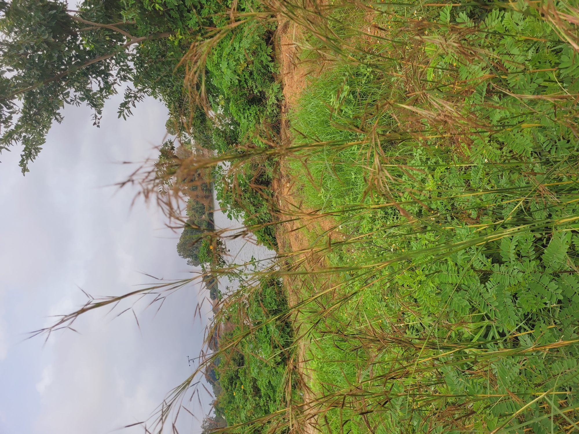 This image captures a vibrant natural landscape under an overcast sky, likely in Bukuru, Nigeria. The perspective is low, looking out from a field of dense vegetation.
In the immediate foreground, tall, out-of-focus wild grasses and weeds, varying in shades of green and dry brown, dominate the view. Many have visible seed heads, indicating a natural, untamed environment. These foreground elements create a shallow depth of field, drawing the eye towards the midground and background.
Beyond the dense grasses, a narrow, earthy path or bank curves horizontally across the scene. Following this path, a lush expanse of green foliage, including smaller bushes and ground cover, thrives. Further into the midground, a calm body of water, possibly a river or large pond, stretches across the frame.
The far bank of the water is lined with a variety of green trees and more dense vegetation, suggesting a rich ecosystem. The sky above is entirely overcast, presenting a uniform light gray, indicating a cloudy day without direct sunlight. A faint structure, possibly power lines or poles, is discernible above the distant trees on the horizon.
No people or man-made structures are prominently featured, aside from the faint distant poles, emphasizing the natural serenity of the setting. There is no visible text in the image. The overall atmosphere is one of peaceful, untouched nature during daytime, under muted light conditions.