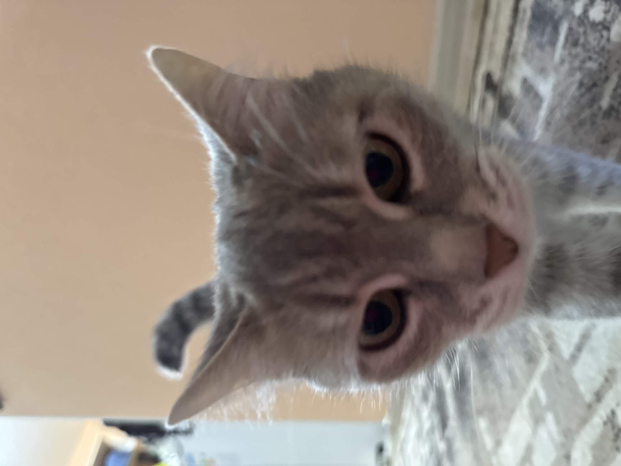 An extreme close-up shot captures the head of a light gray tabby cat, with distinct darker gray stripes on its forehead and ears. The cat's eyes, a warm brown hue with dark pupils, are directed forward, giving it a somewhat intense gaze. Its nose is a soft pink, and its whiskers are visible. The background is out of focus, showing a plain, light orange wall and a portion of a patterned carpet. The image appears to have been taken indoors, likely in a residential setting in Chaikovsky, Russia.