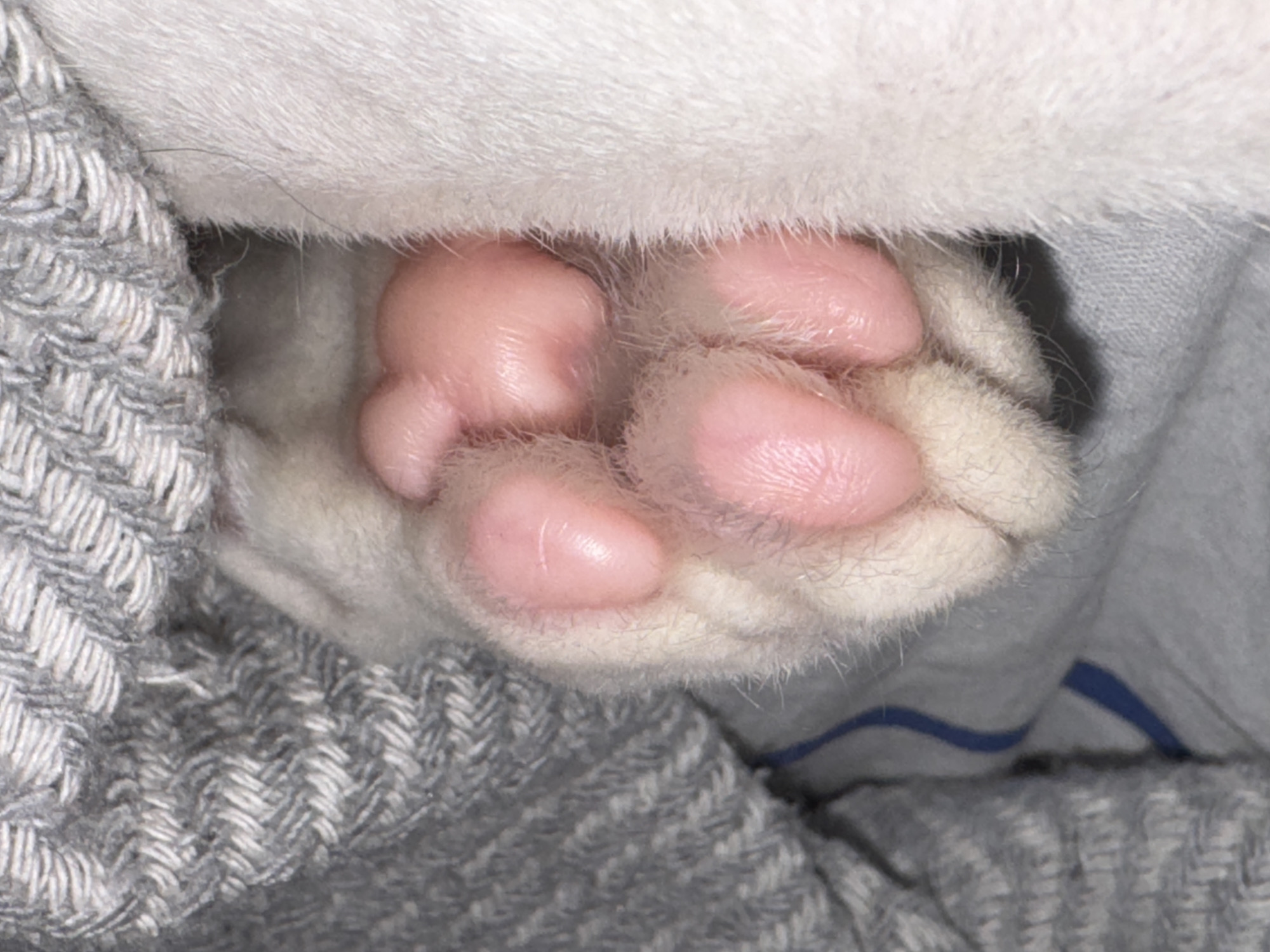 A close-up photo shows a cat's paw with pink toe beans pressed against a gray knitted sweater and a white or light gray fabric. No people or location information related to Khimki, Russia are discernible from the image.