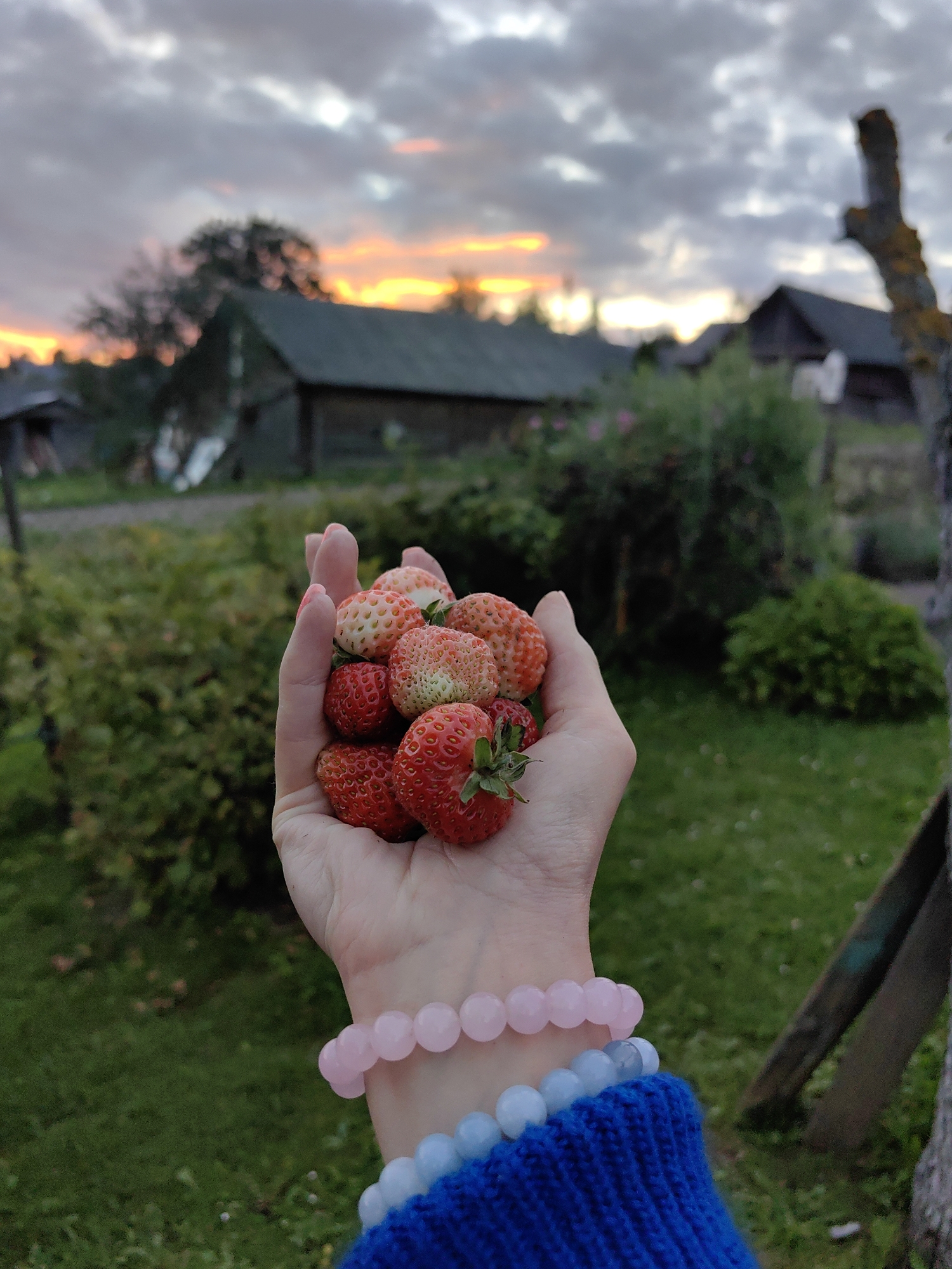 A person's hand is shown holding a pile of fresh strawberries in the foreground. The hand is adorned with two bracelets, one made of pink beads and the other of light blue beads. The person is wearing a blue knitted garment. In the background, a blurred rural scene unfolds under a dramatic sky with clouds and hints of an orange sunset. Several wooden structures, likely houses or outbuildings, are visible, surrounded by greenery and grass. The location appears to be the Дзямідавіцкі сельскі Савет in Belarus.