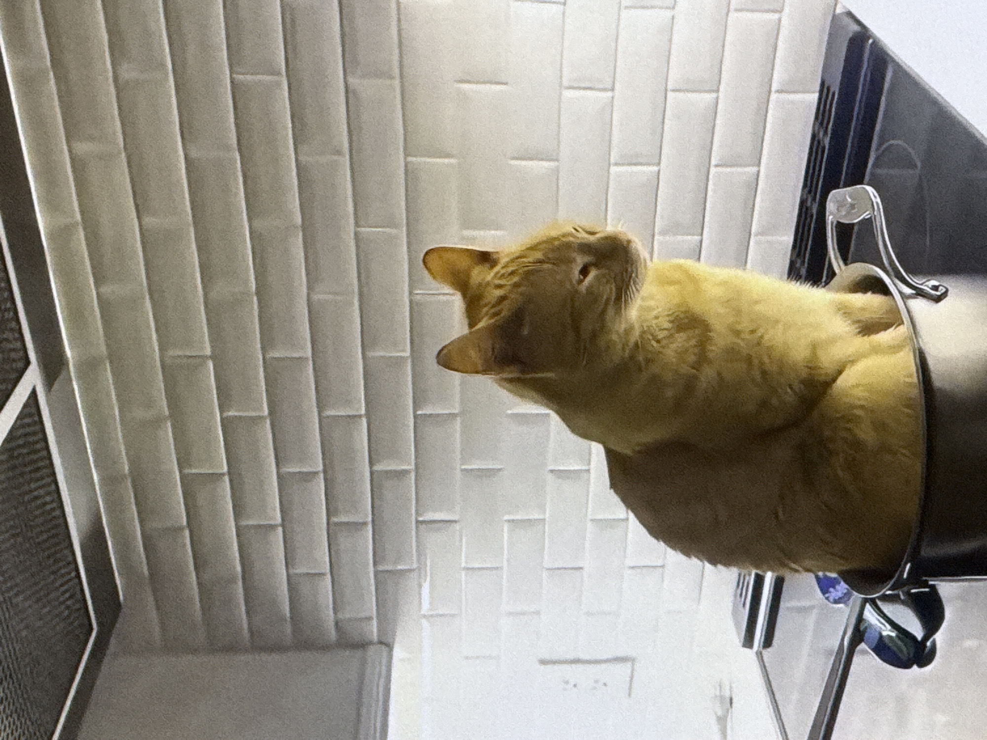 A ginger cat is sitting inside a metal pot on a stovetop. The pot has two handles. The cat is facing to the right and looking down. The background consists of white subway tiles. The scene appears to be in a kitchen. There is no indication of the city of Cahul, Moldova in the image.